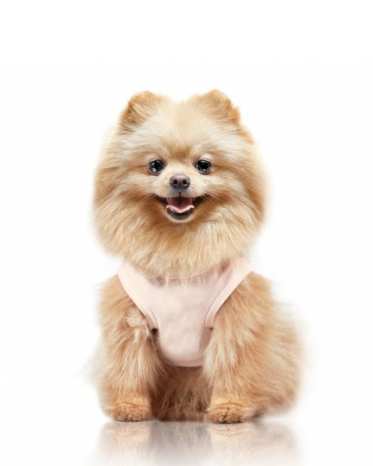 Paris Baskılı Köpek Tişörtü Milk&Pepper Colombe T Shirt