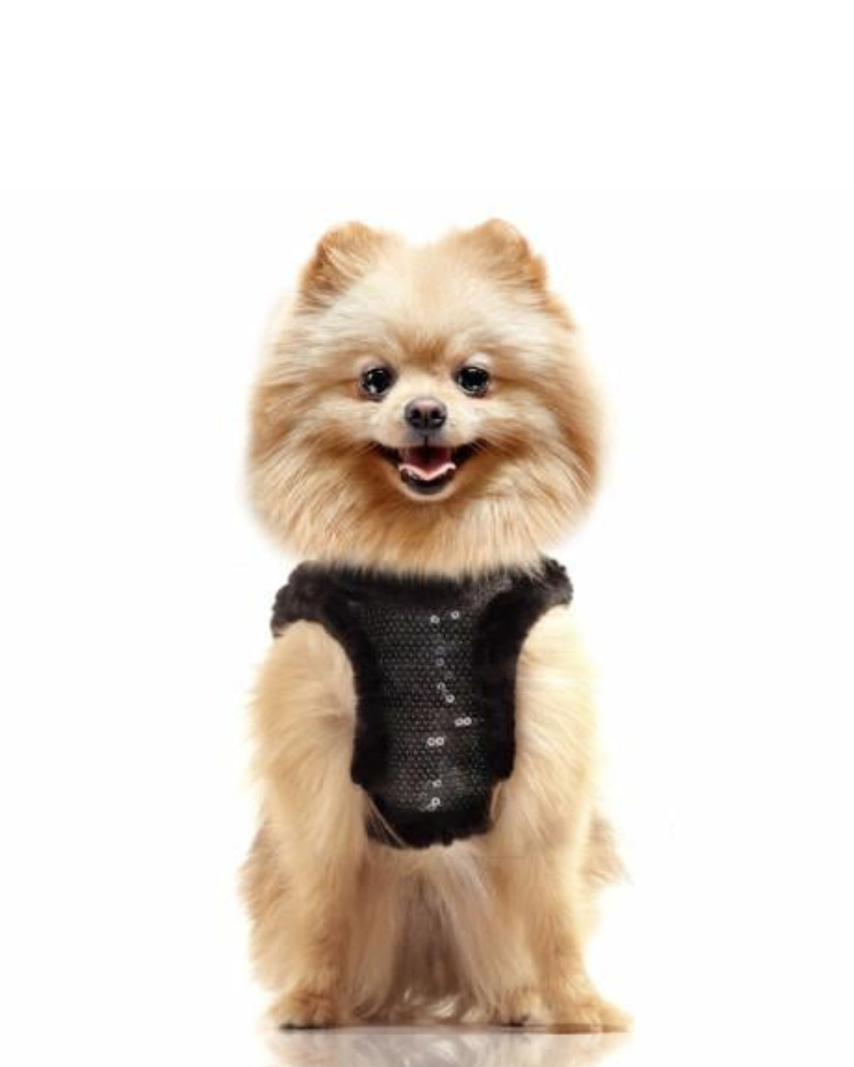 Payetli Yelek Tipi Köpek Göğüs Tasması Milk&Pepper Leila Harness