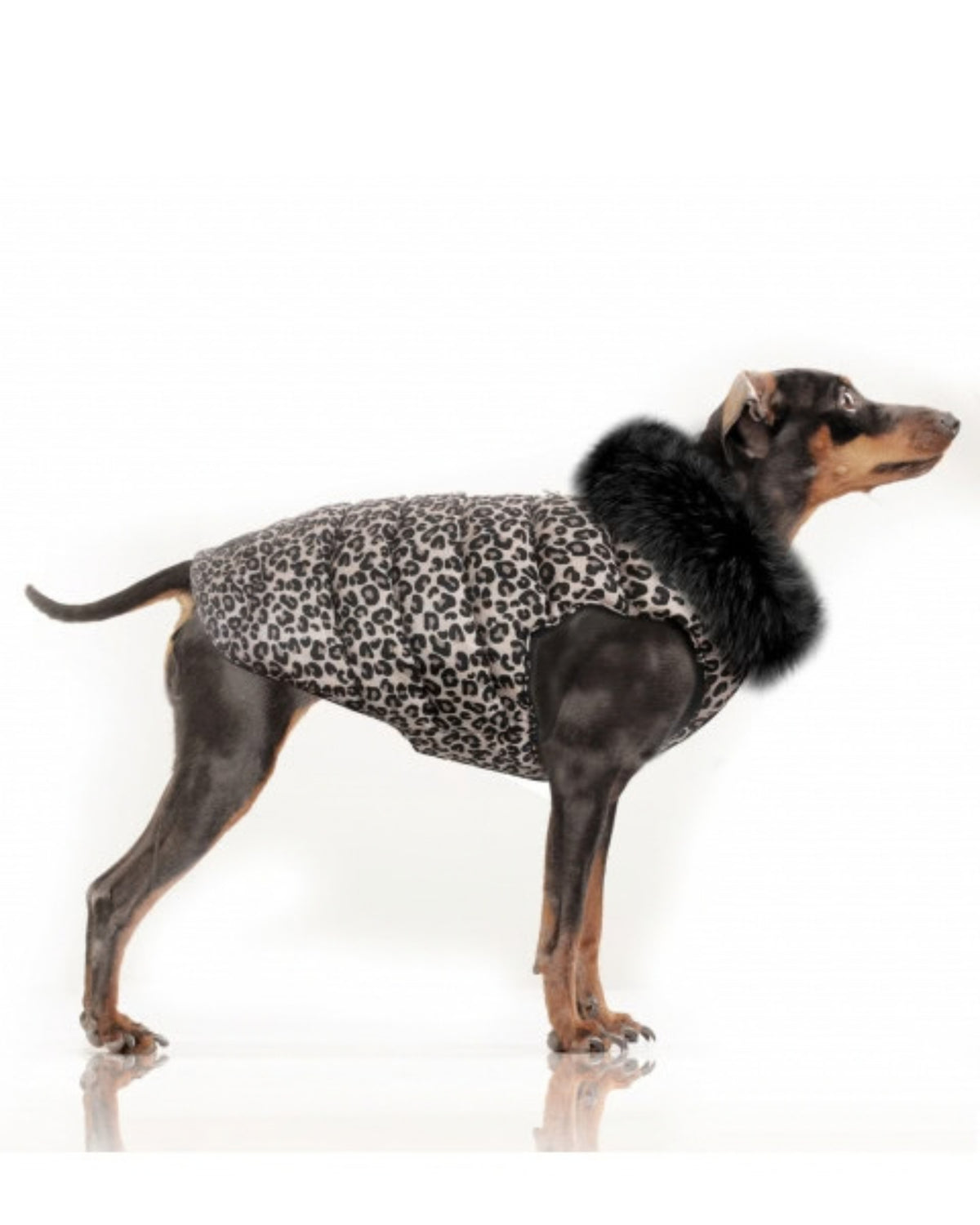 Peluş Astarlı Köpek Montu Milk&Pepper Tissia Down Jacket