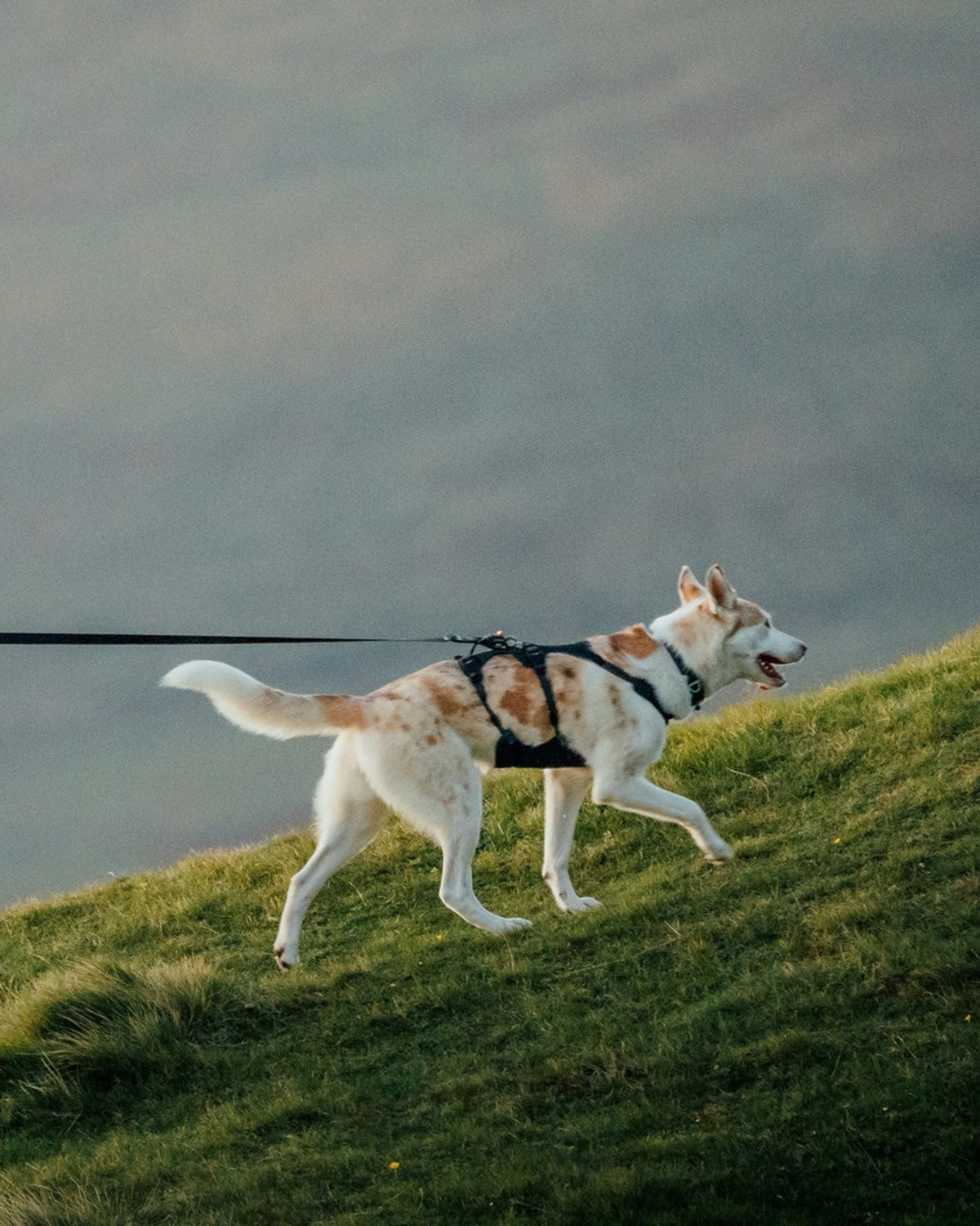 Reflektif Köpek Gezdirme Kayışı Ruffwear Ridgeline Siyah