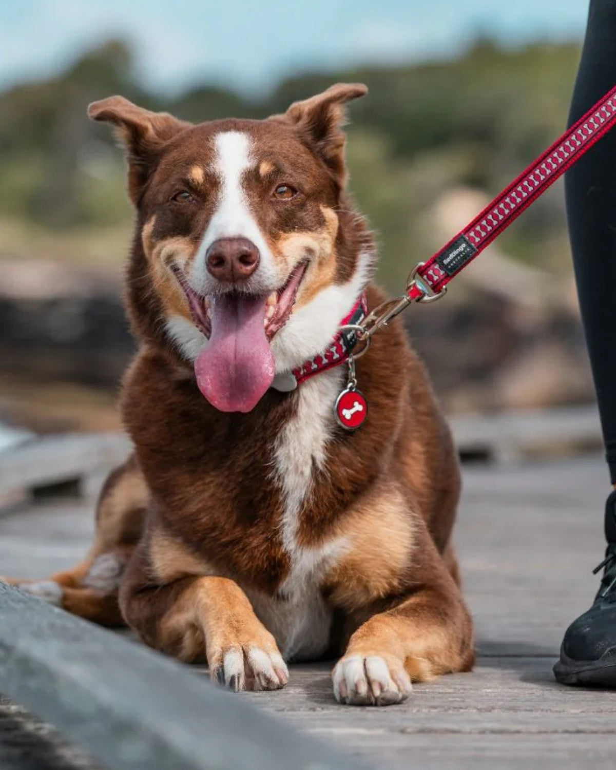 Reflektörlü Kemik Desenli Köpek Gezdirme Kayışı Red Dingo Reflective Bones