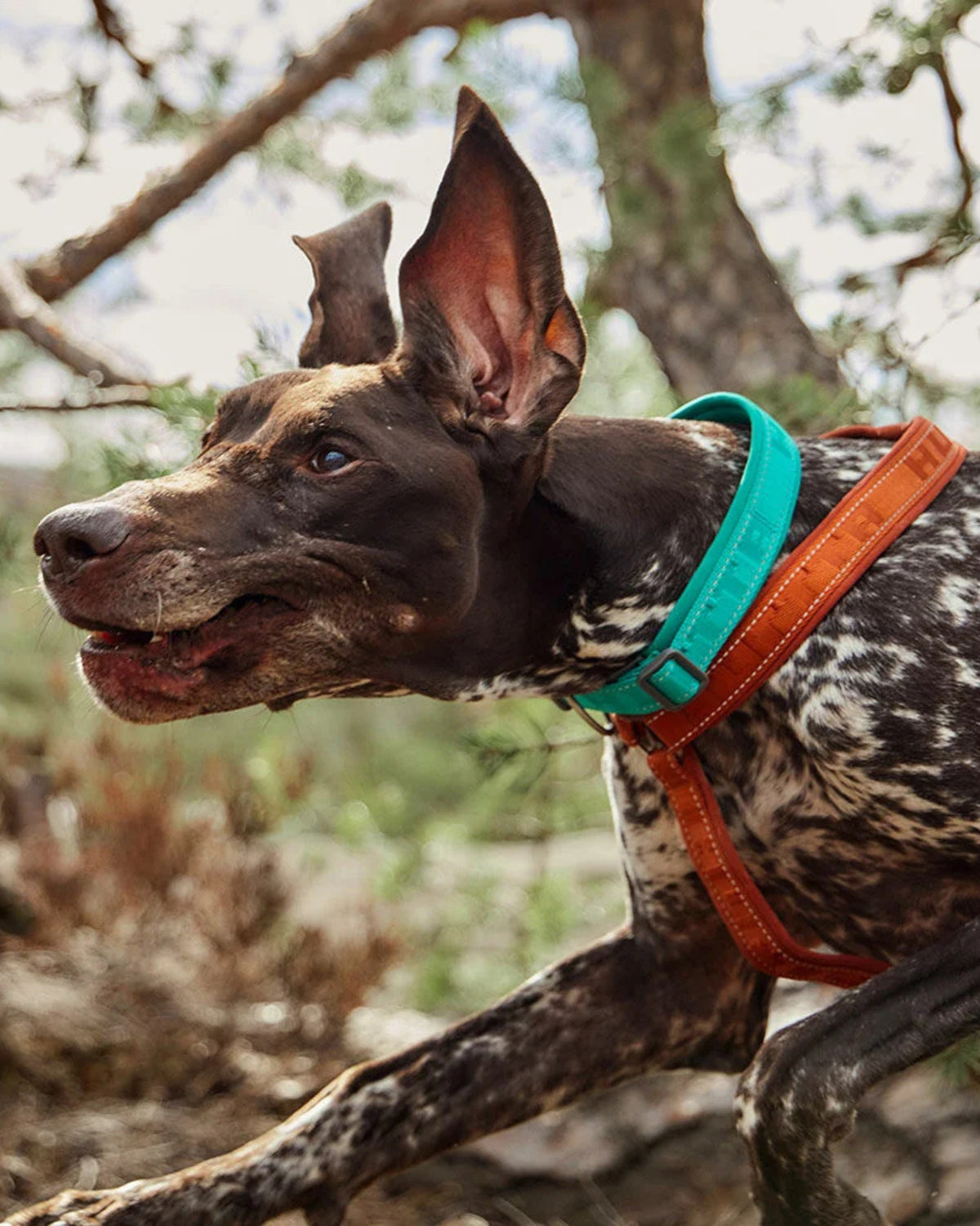 Reflektörlü Köpek Boyun Tasması Hurtta Casual ECO
