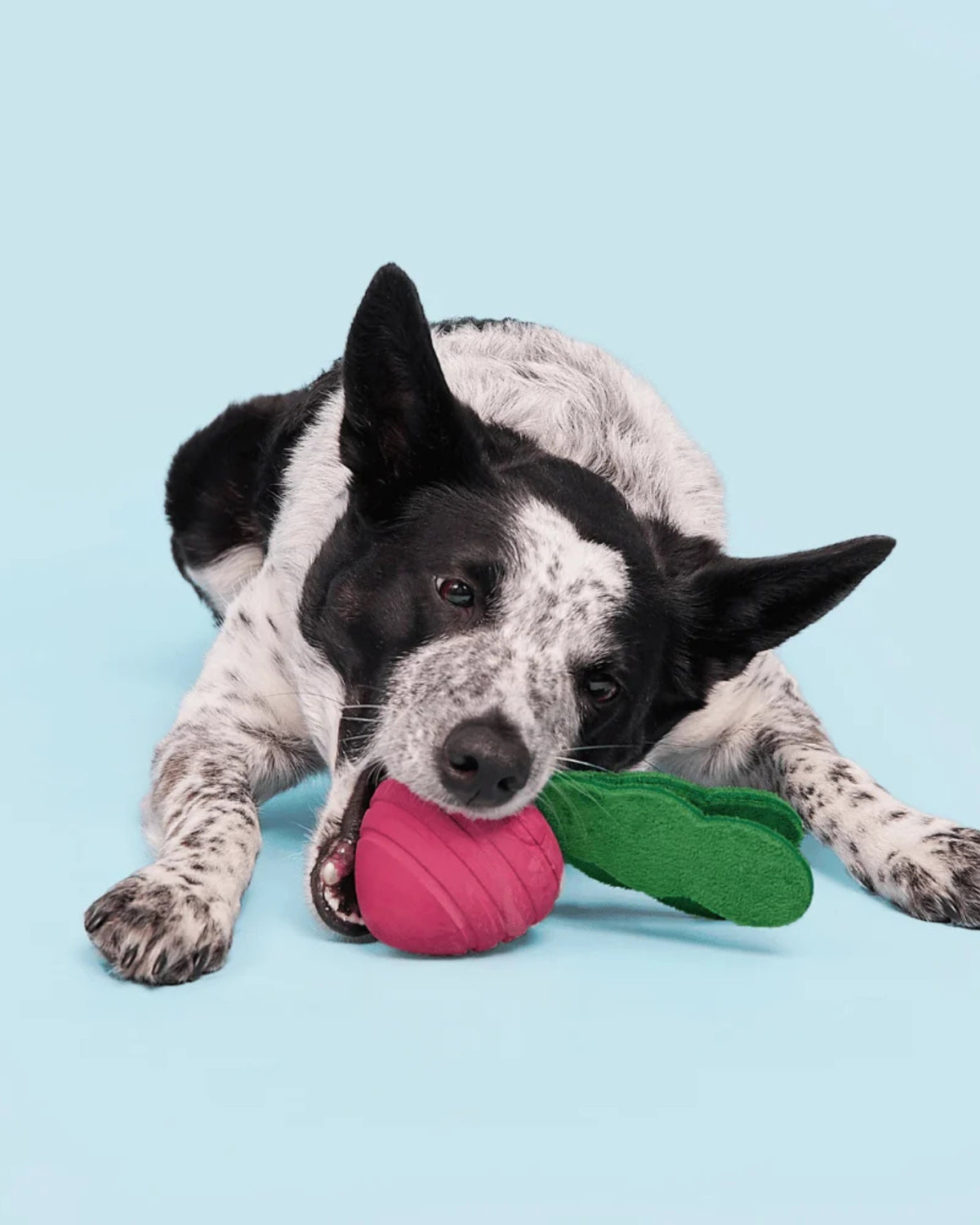 Şalgam Figürlü Fıstık Kokulu Sert Çiğneyici Köpek Oyuncağı BARK Turnt Up Turnip