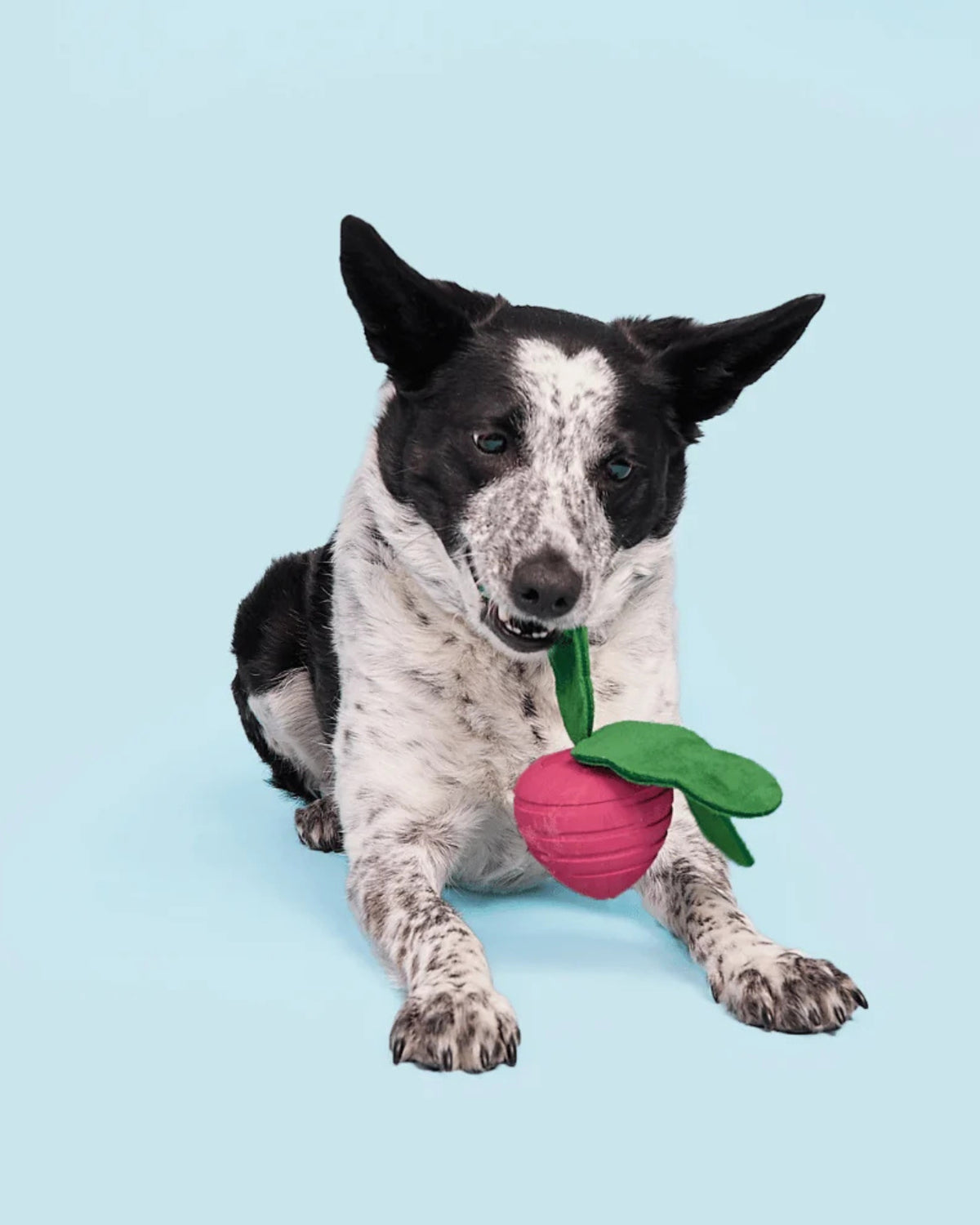 Şalgam Figürlü Fıstık Kokulu Sert Çiğneyici Köpek Oyuncağı BARK Turnt Up Turnip