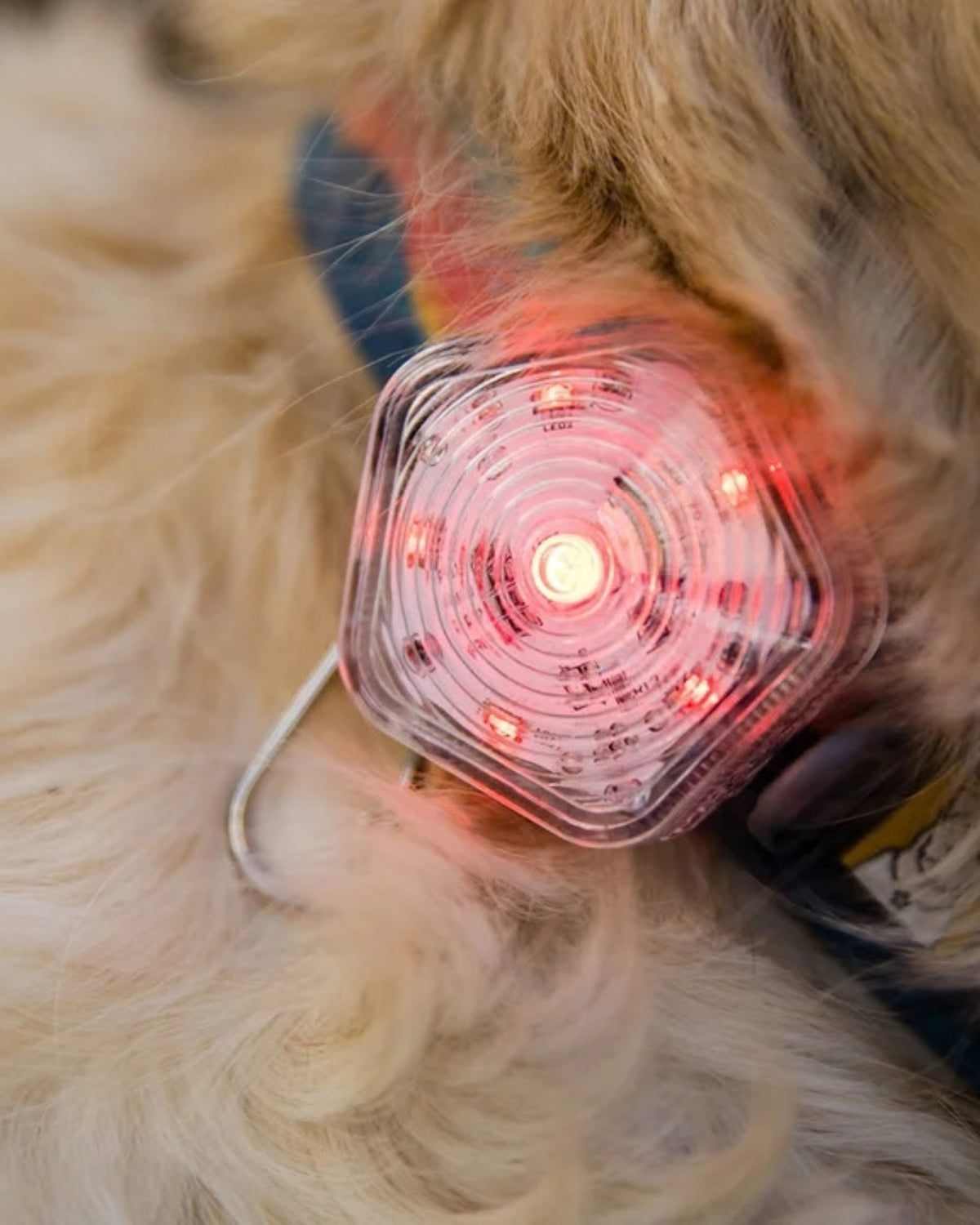 Şarjlı ve Su Geçirmez Köpek Güvenlik Işığı Ruffwear The Beacon