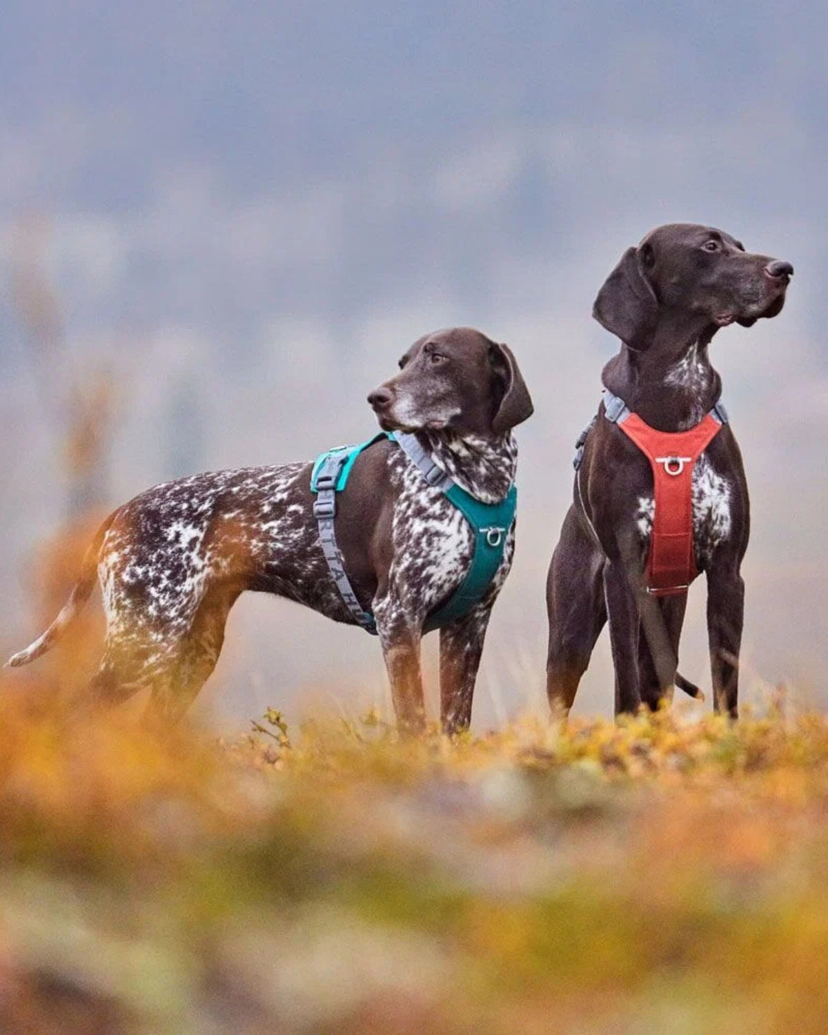 Su Geçirmez Köpek Göğüs Tasması Hurtta Rover Harness