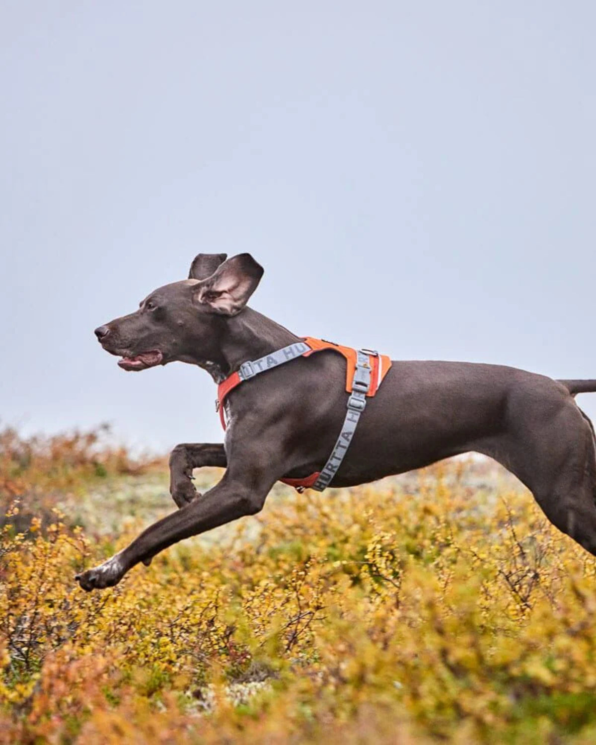 Su Geçirmez Köpek Göğüs Tasması Hurtta Rover Harness