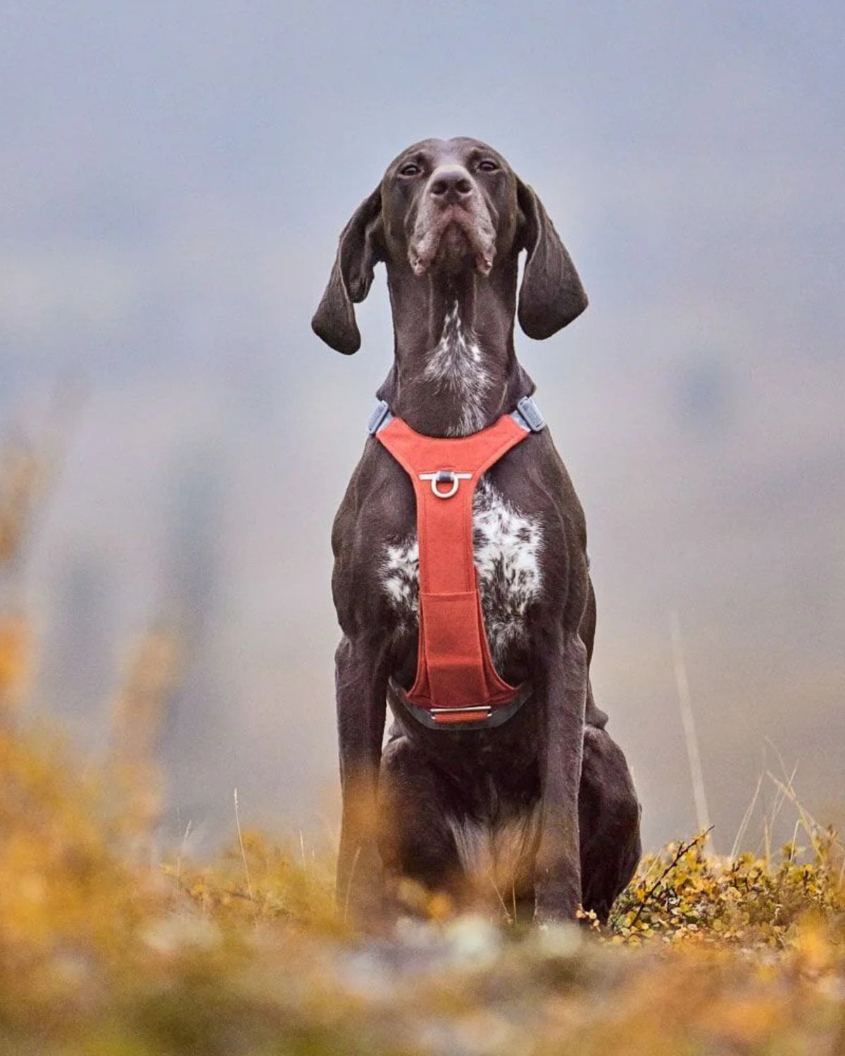 Su Geçirmez Köpek Göğüs Tasması Hurtta Rover Harness