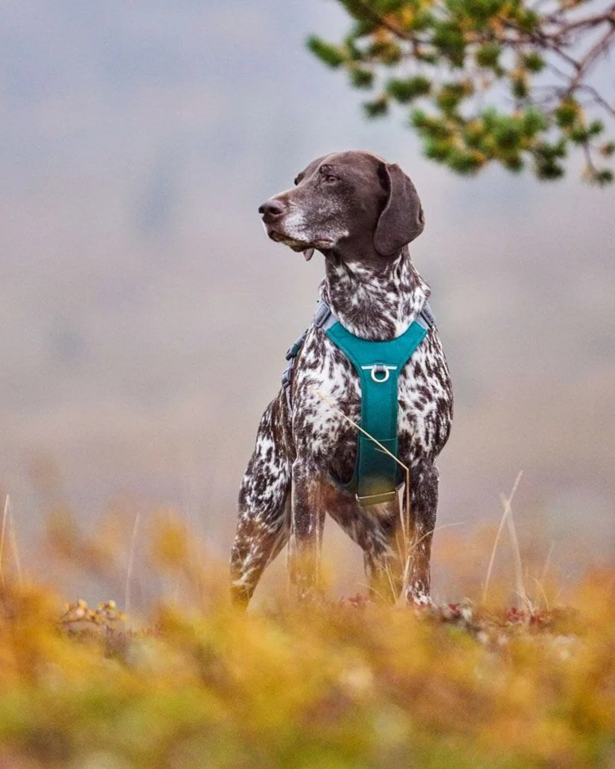 Su Geçirmez Köpek Göğüs Tasması Hurtta Rover Harness