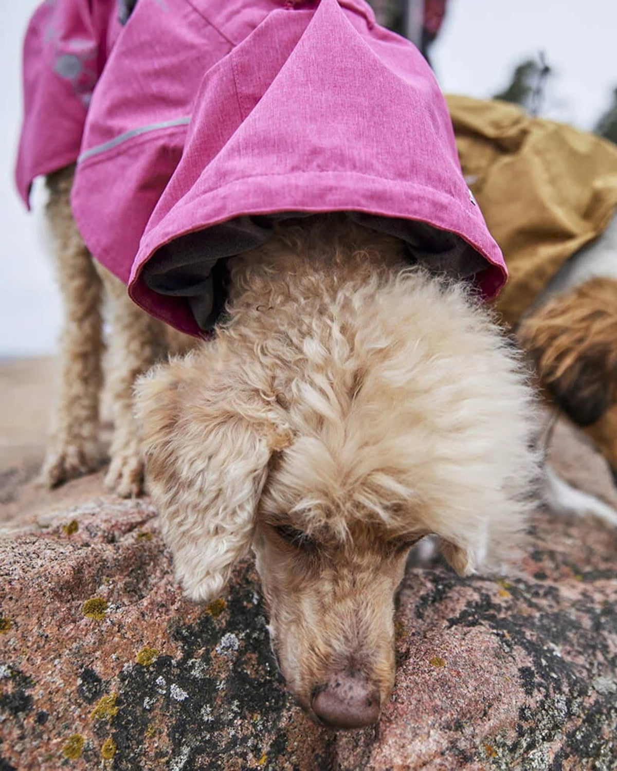 Su Geçirmez Köpek Yağmurluğu Hurtta Monsoon Coat II ECO