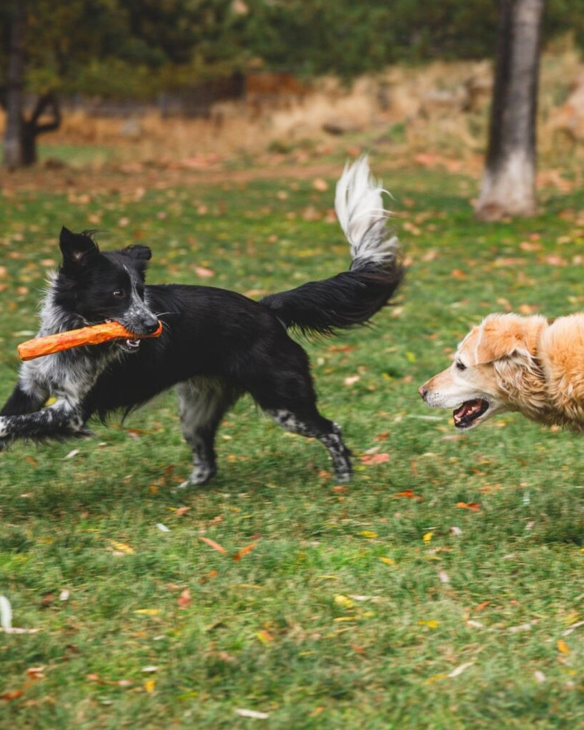 Suda Yüzen Çubuk Köpek Oyuncağı Ruffwear Gnawt a Stick