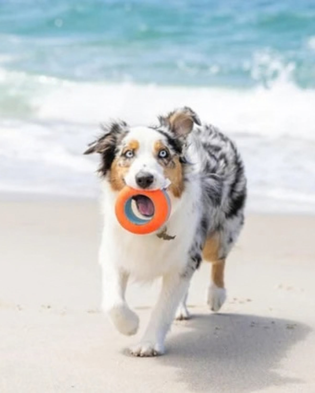 Suda Yüzen Tekerlek Formlu Köpek Oyuncağı Chuckit Amphibious Roller