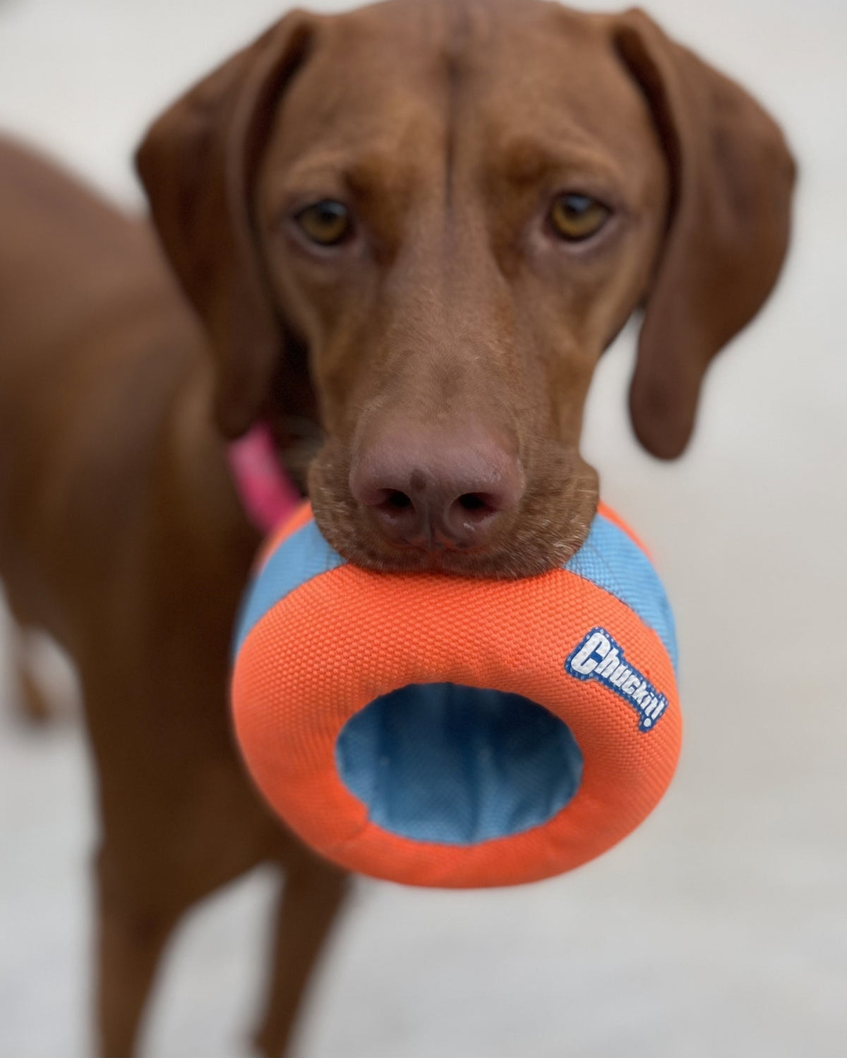 Suda Yüzen Tekerlek Formlu Köpek Oyuncağı Chuckit Amphibious Roller