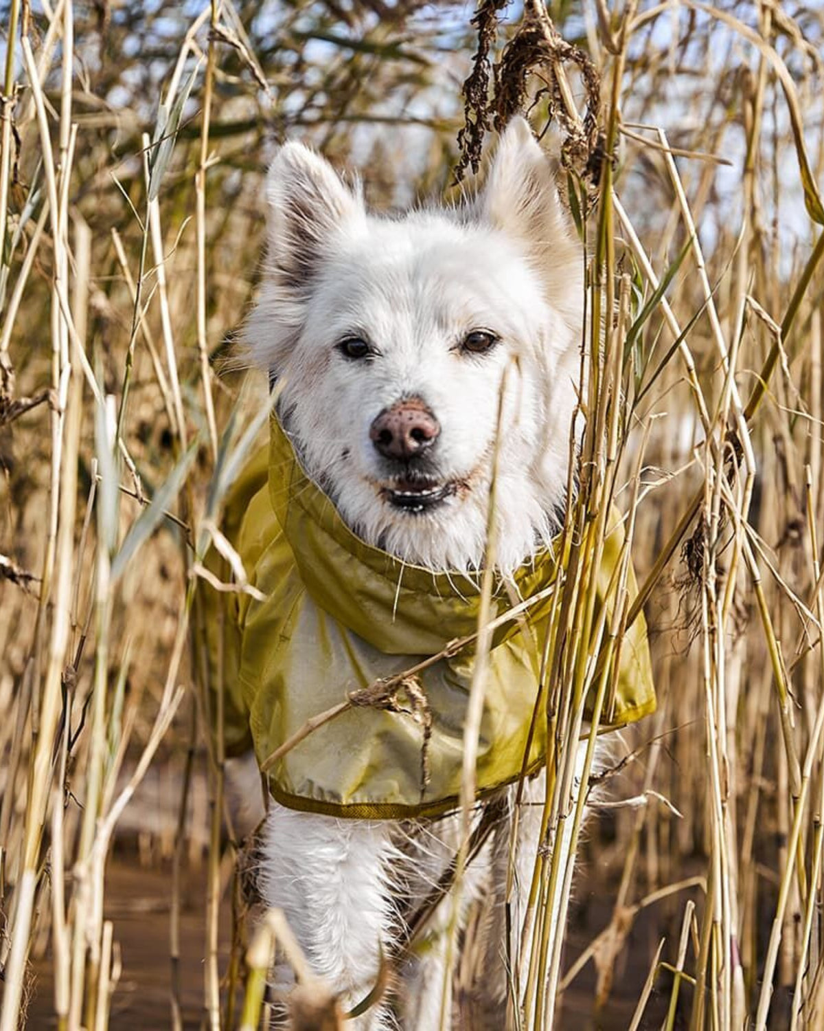 Tam Reflektörlü Köpek Yağmurluğu Hurtta Mudventure Reflective Coat
