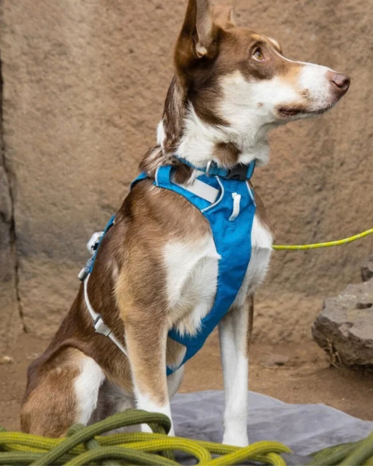 Tutamaklı Hafif Çok Amaçlı Köpek Göğüs Tasması Ruffwear Flagline