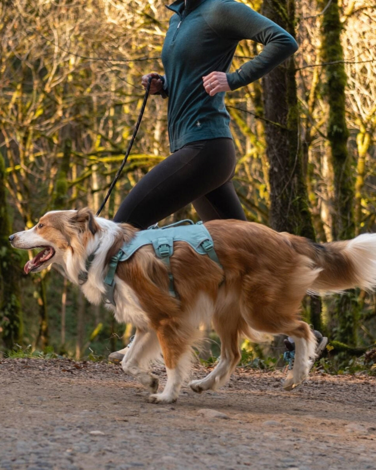 Tutmalı Köpek Göğüs Tasması Ruffwear Web Master