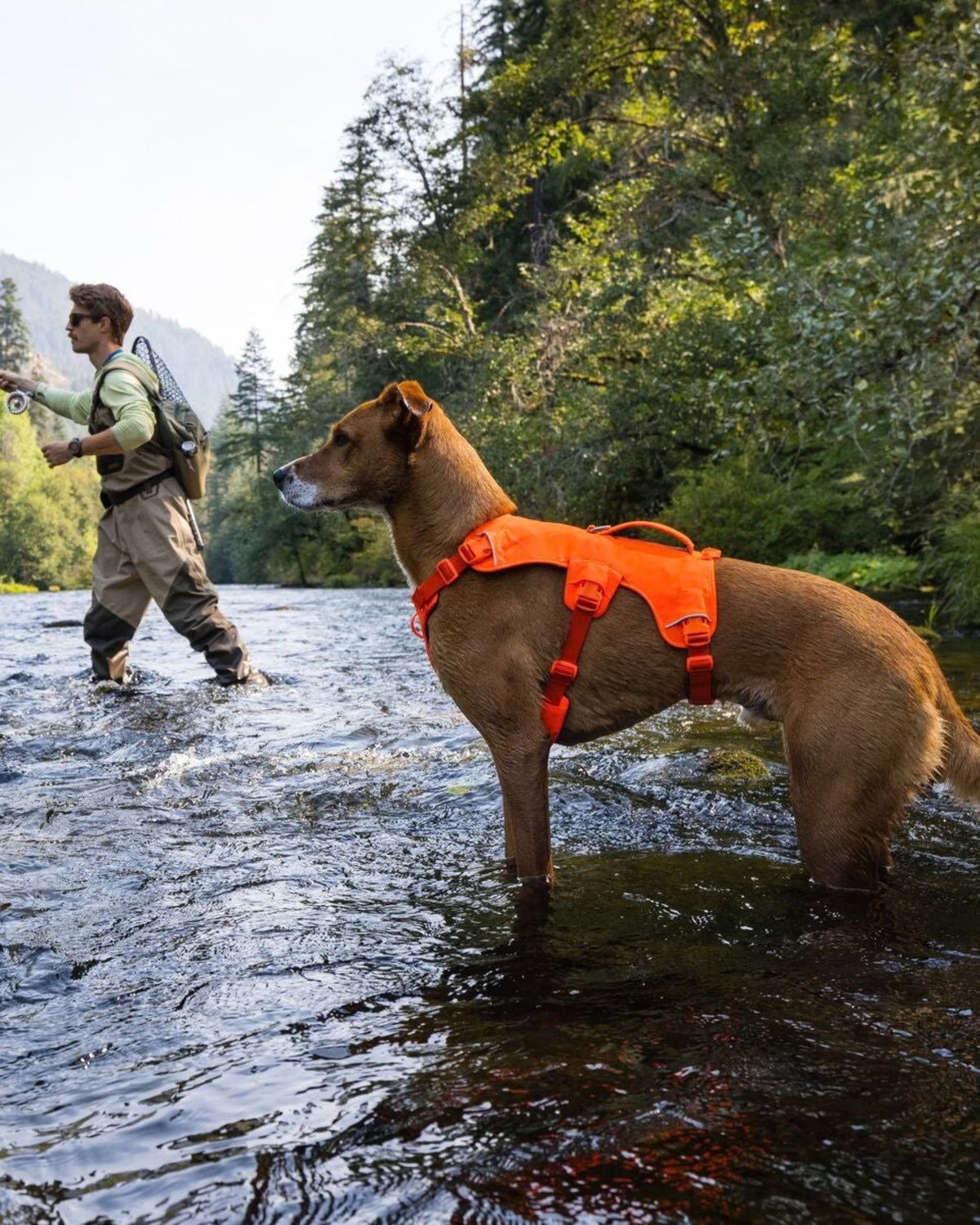 Tutmalı Köpek Göğüs Tasması Ruffwear Web Master