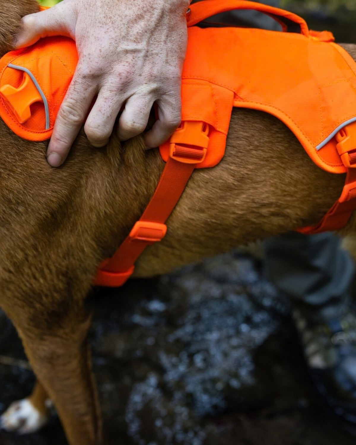 Tutmalı Köpek Göğüs Tasması Ruffwear Web Master