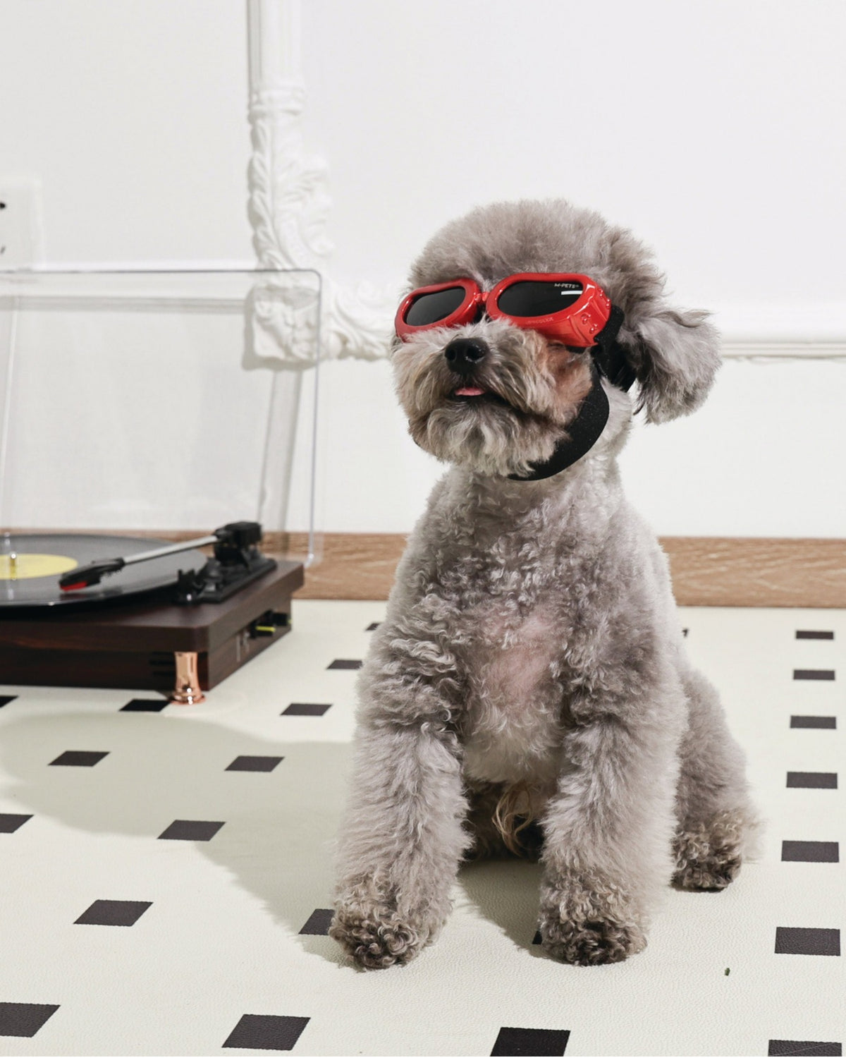 UV Korumalı Köpek Güneş Gözlüğü Kırmızı M-Pets Sunny Goggles Daytrip
