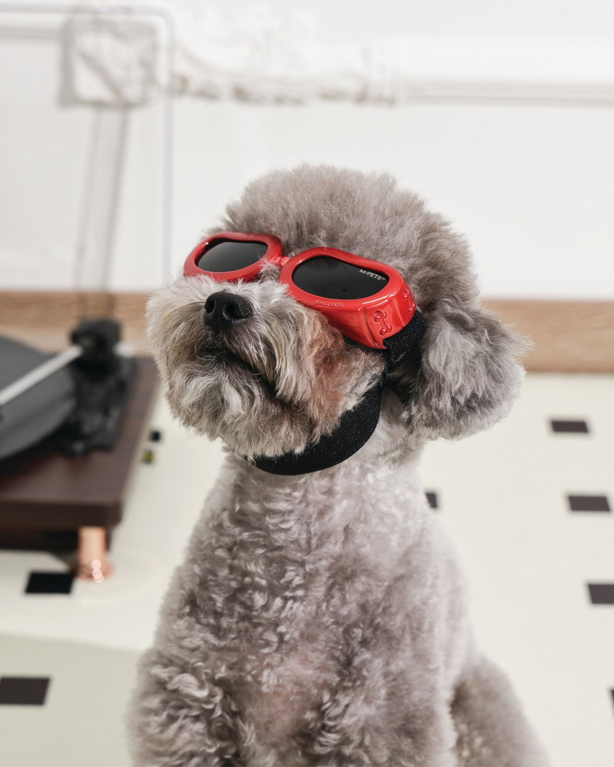 UV Korumalı Köpek Güneş Gözlüğü Kırmızı M-Pets Sunny Goggles Daytrip