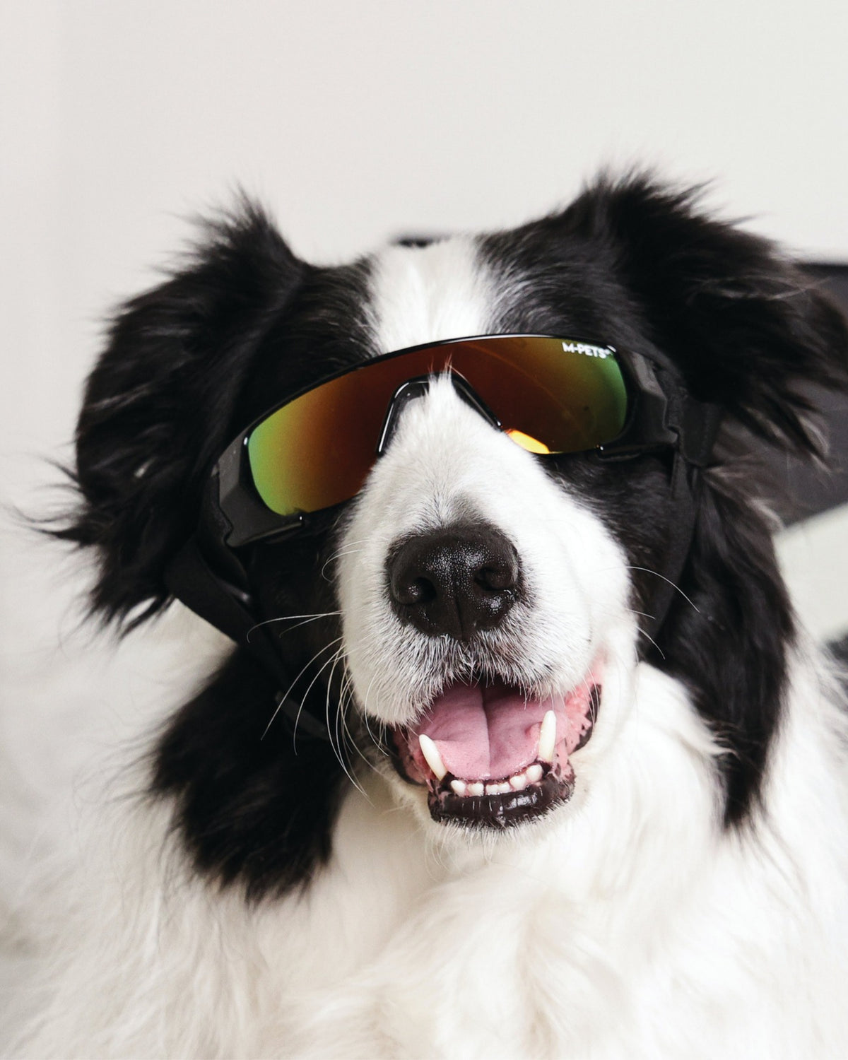 UV Korumalı Köpek Güneş Gözlüğü Siyah M-Pets Sunny Goggles Sunbather