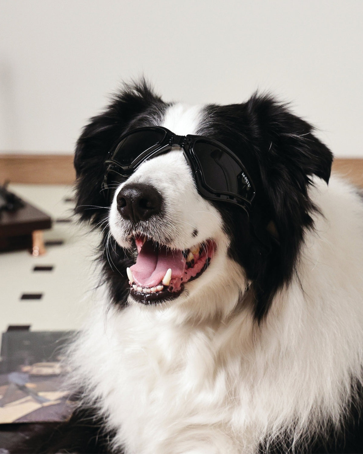UV Korumalı Köpek Güneş Gözlüğü Siyah Spor M-Pets Sunny Goggles Trailblazer