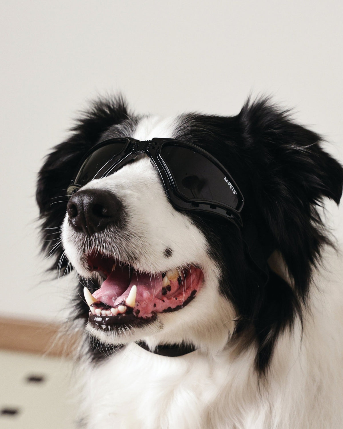 UV Korumalı Köpek Güneş Gözlüğü Siyah Spor M-Pets Sunny Goggles Trailblazer