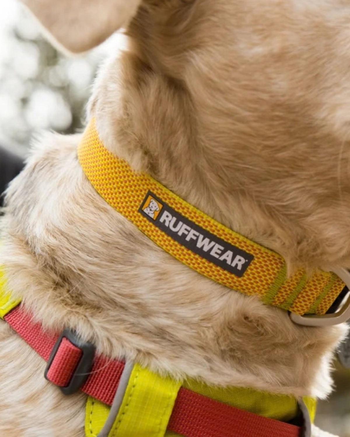 Ultra Hafif Köpek Boyun Tasması Ruffwear Hi&Light