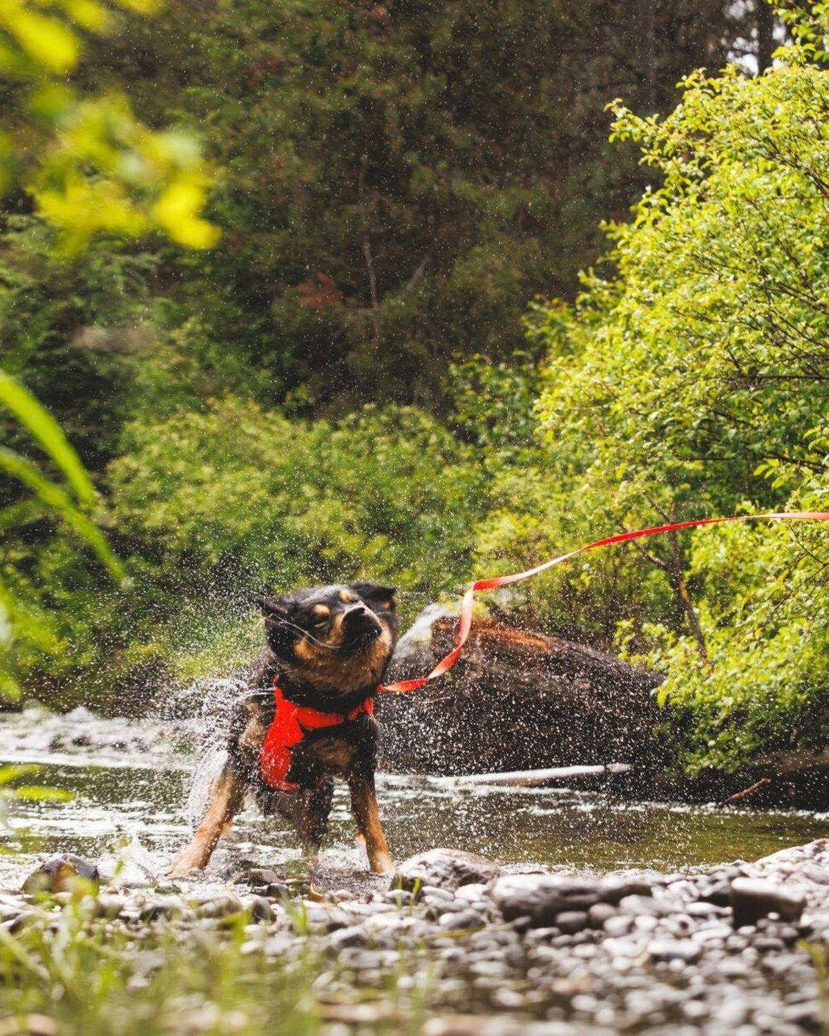 Uzun Eğitim Gezdirme Kayışı Ruffwear Rogue Long Line