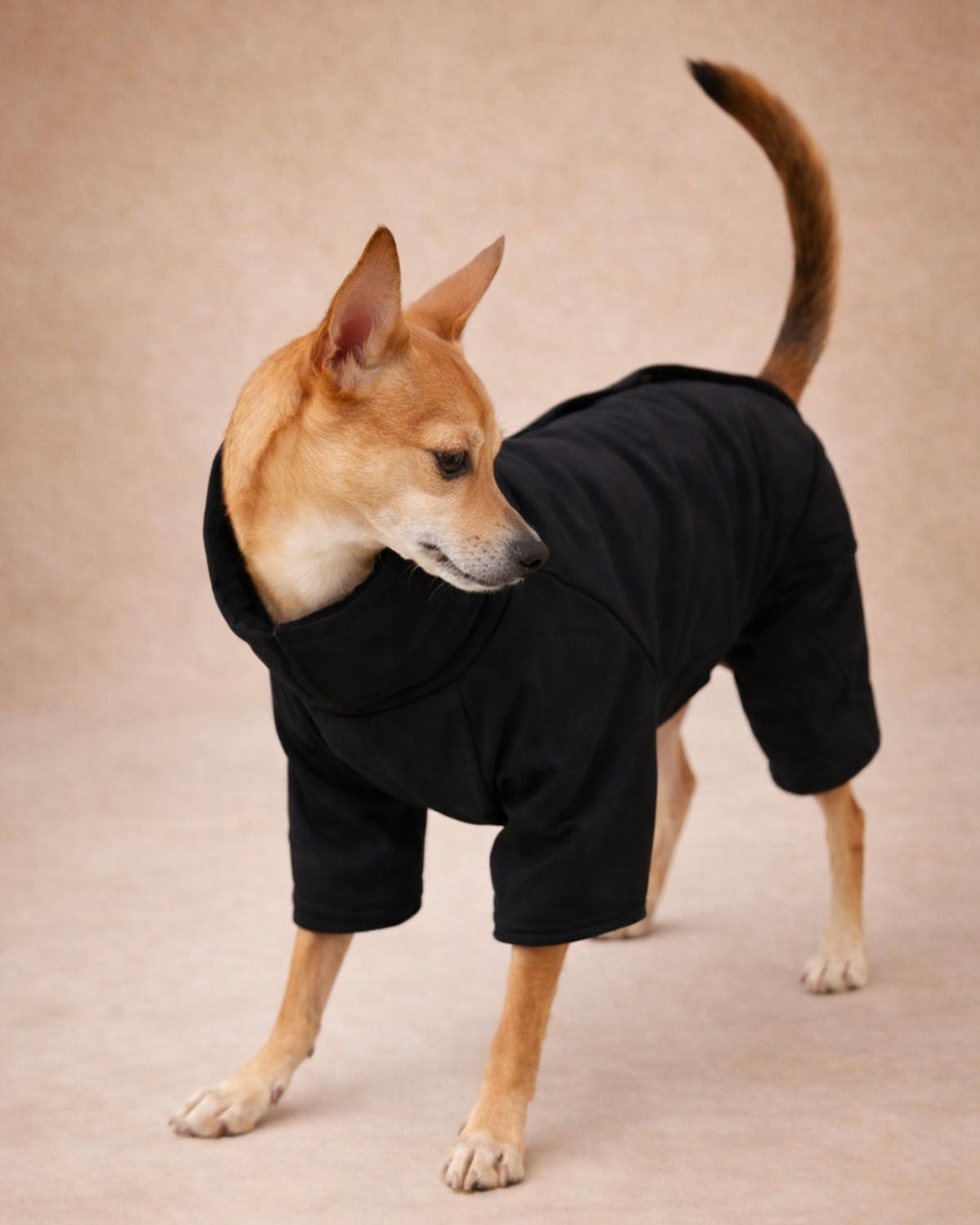 Astarlı Siyah Su Geçirmez Köpek Yağmurluk Tulum Alphadog Coverall Black