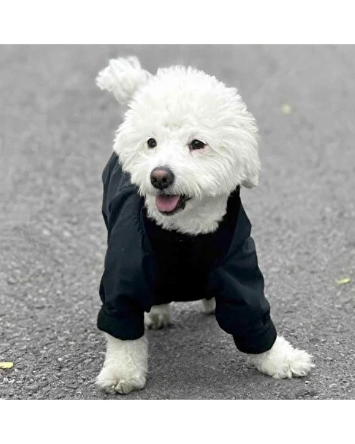 Astarlı Siyah Su Geçirmez Köpek Yağmurluk Tulum Alphadog Coverall Black