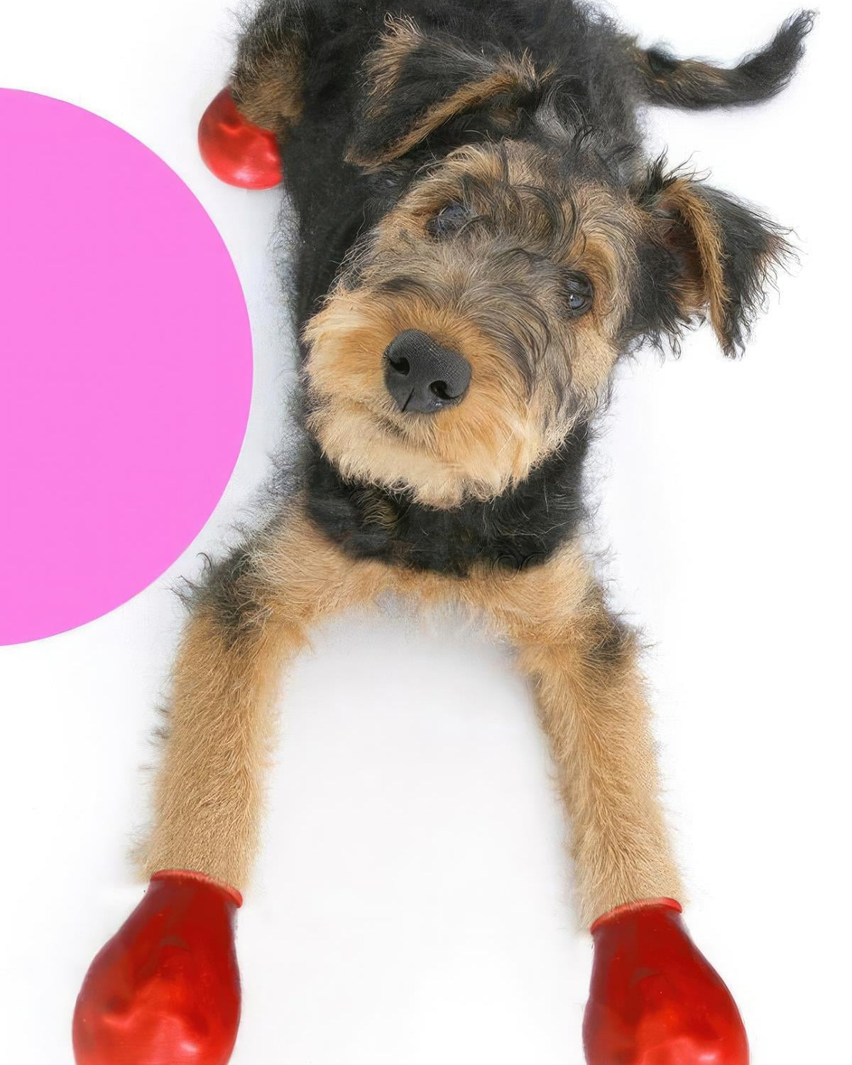 Alphadog Walkies Köpek Galoşu Kırmızı