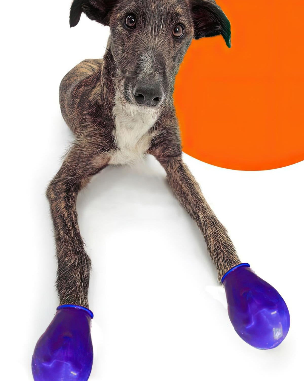 Alphadog Walkies Köpek Galoşu Mavi