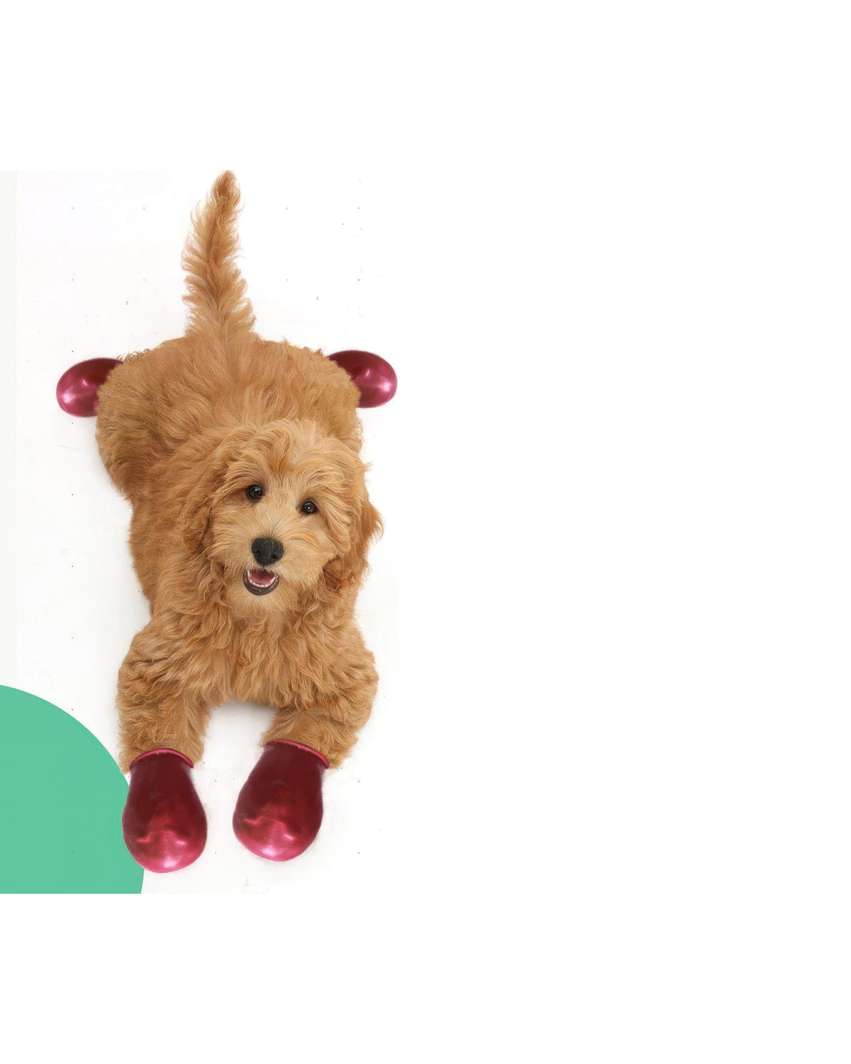 Alphadog Walkies Köpek Galoşu Bordo