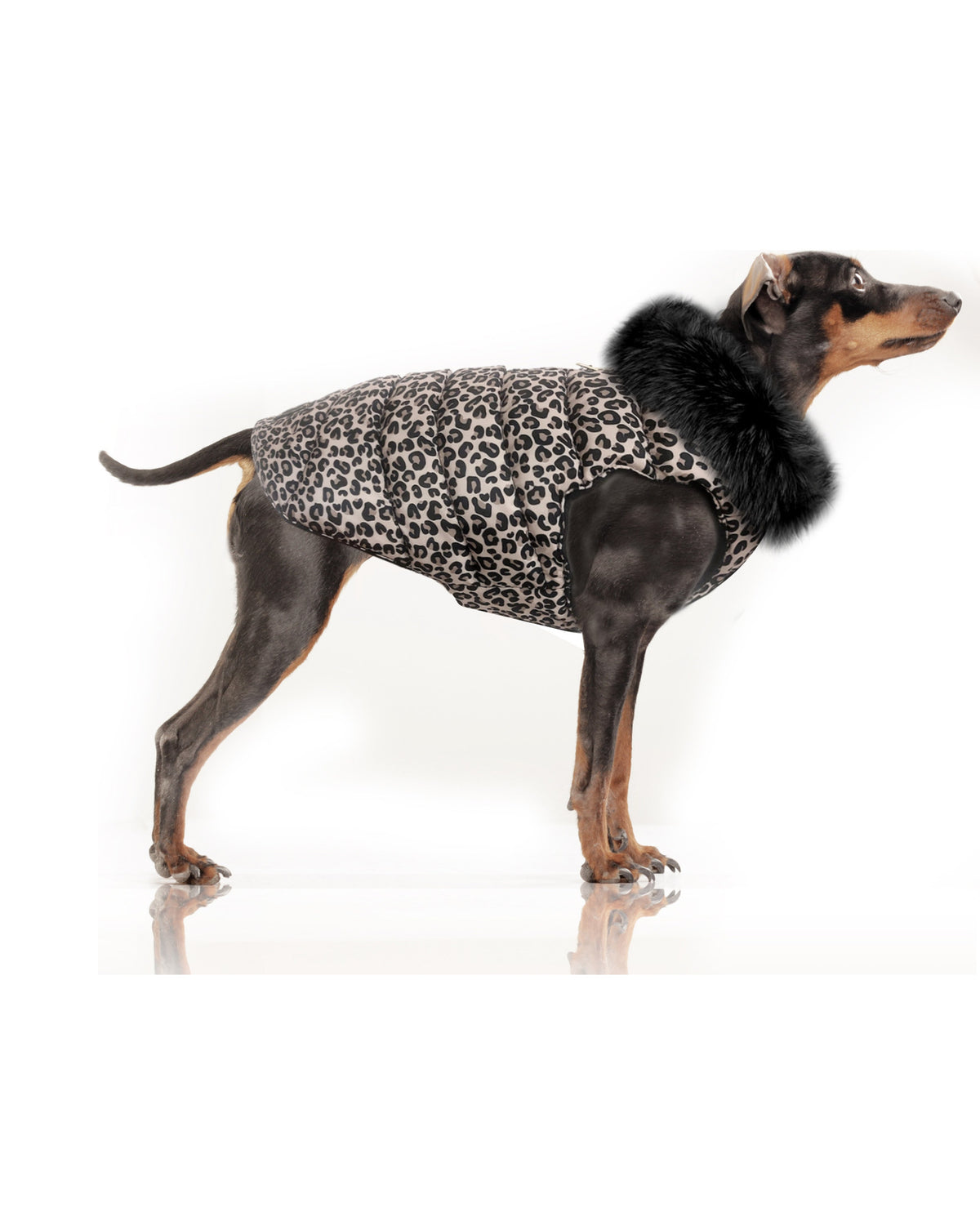 Peluş Astarlı Şişme Köpek Montu Milk&Pepper Tissia Down Jacket Leopar