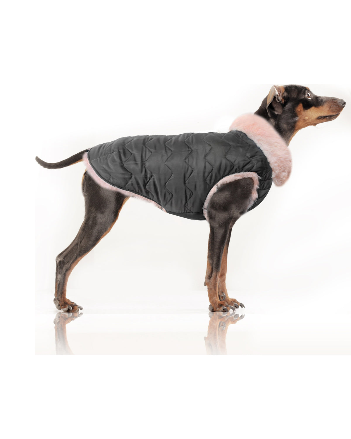 Çift Taraflı Şişme Köpek Montu Milk&Pepper Louise Reversible Puff Jacket