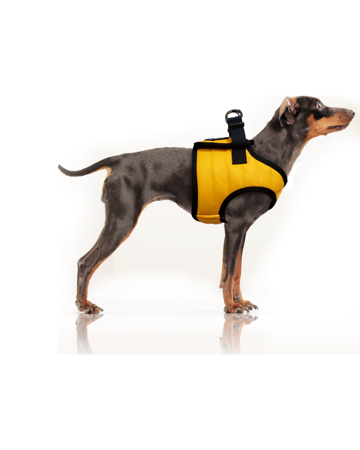 Yağmurluk Kumaşı Yelek Tipi Köpek Göğüs Tasması Milk&Pepper Nautic Harness