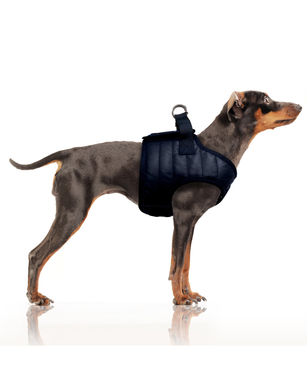 Yağmurluk Kumaşı Yelek Tipi Köpek Göğüs Tasması Milk&Pepper Nautic Harness