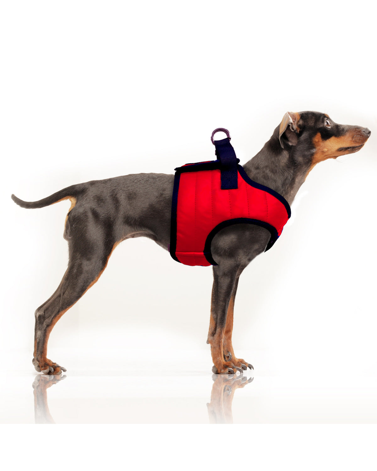 Yağmurluk Kumaşı Yelek Tipi Köpek Göğüs Tasması Milk&Pepper Nautic Harness