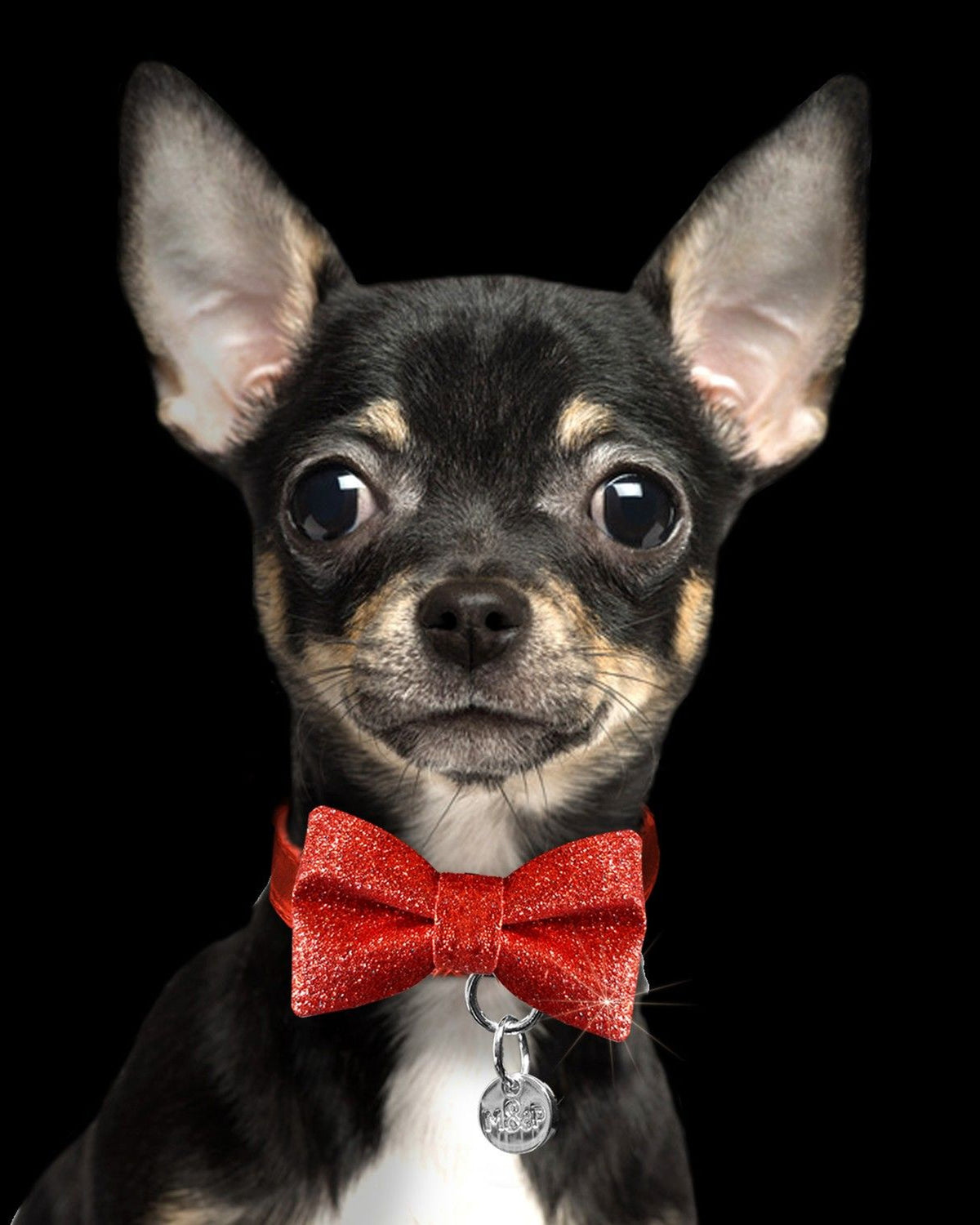 Lastikli Köpek Papyonu Milk&Pepper Noeud Bow Tie