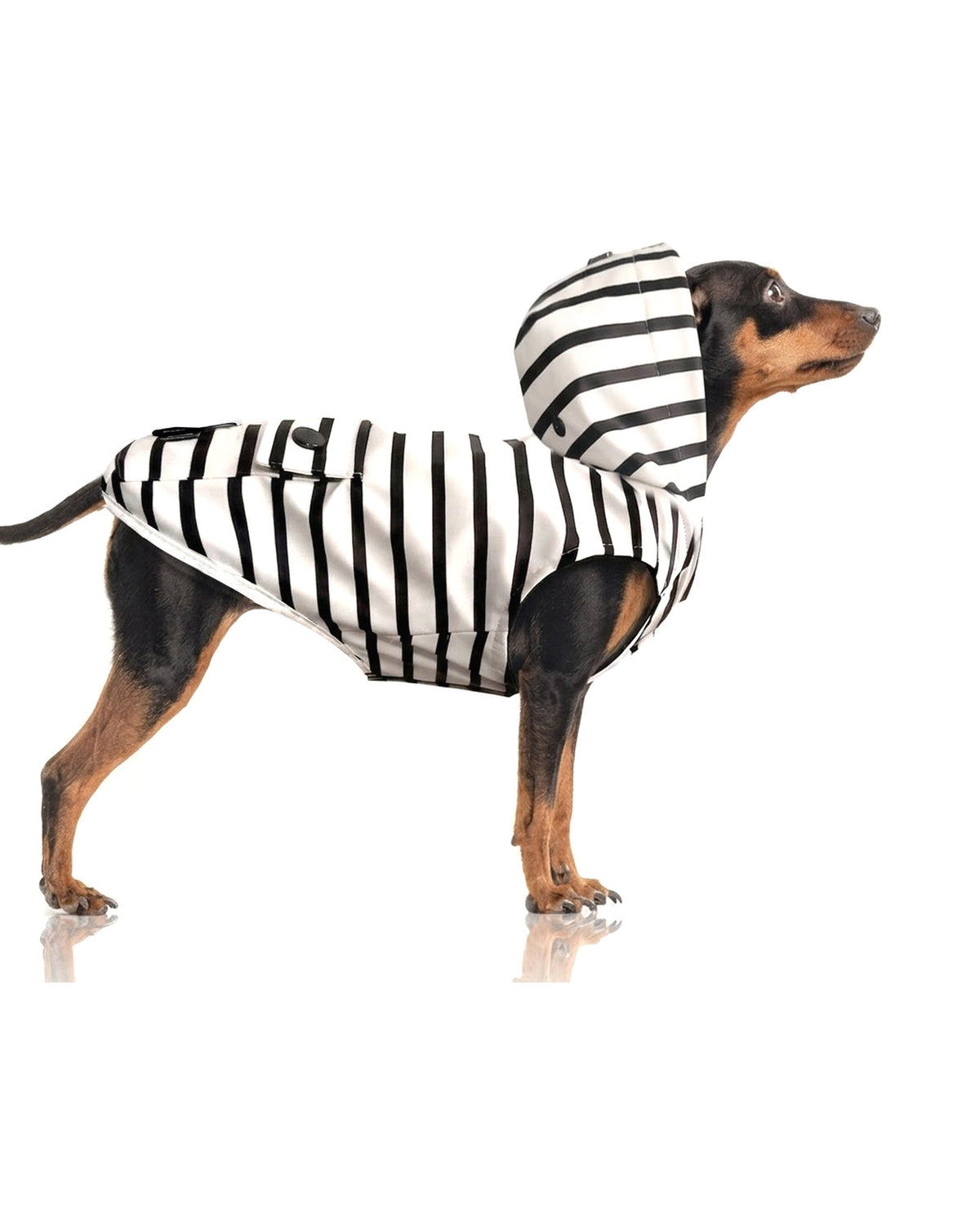 Çıkarılabilir Kapüşonlu Su Geçirmez Köpek Yağmurluğu Milk&Pepper Babord Raincoat