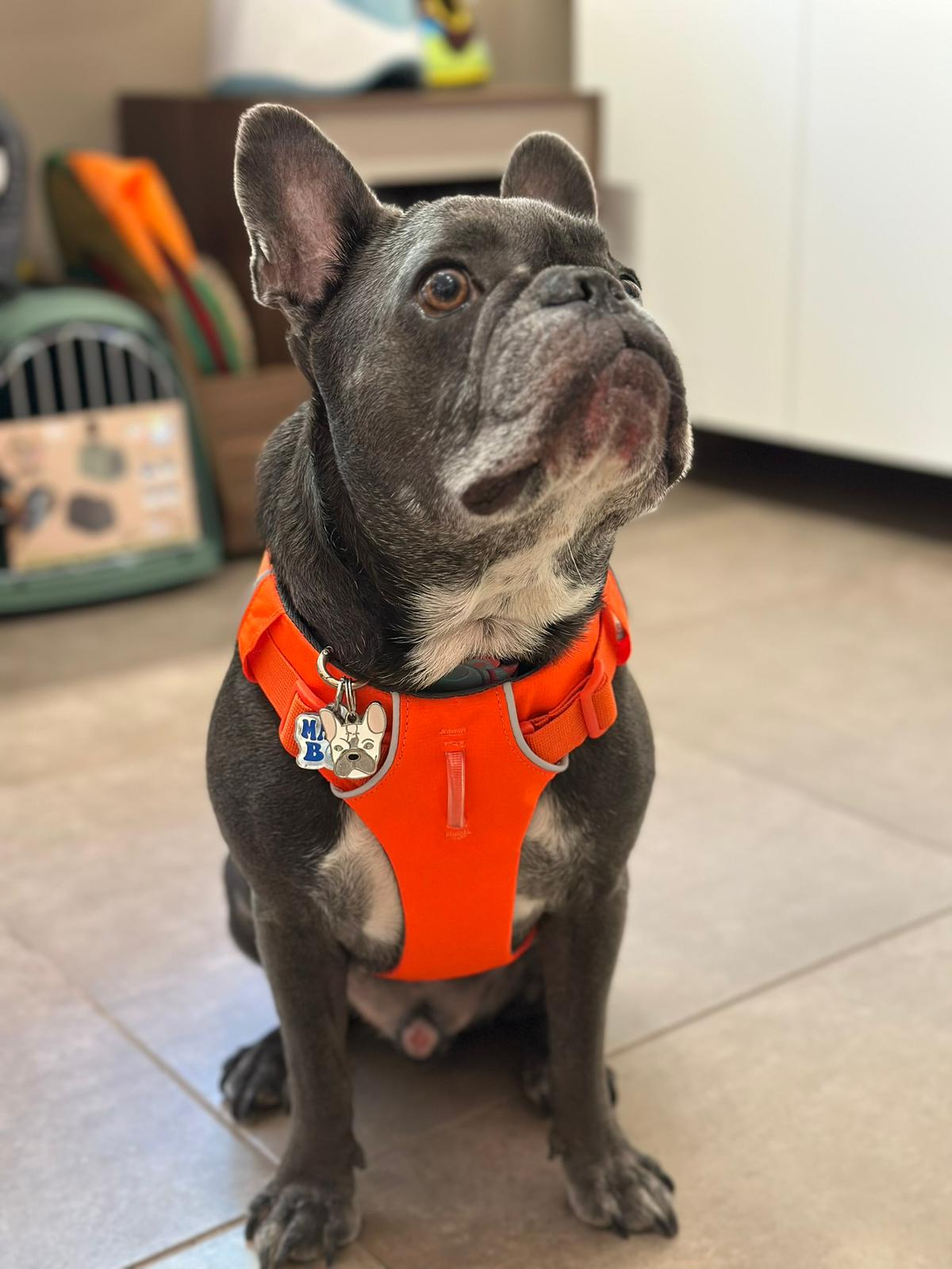 Wonderwoof