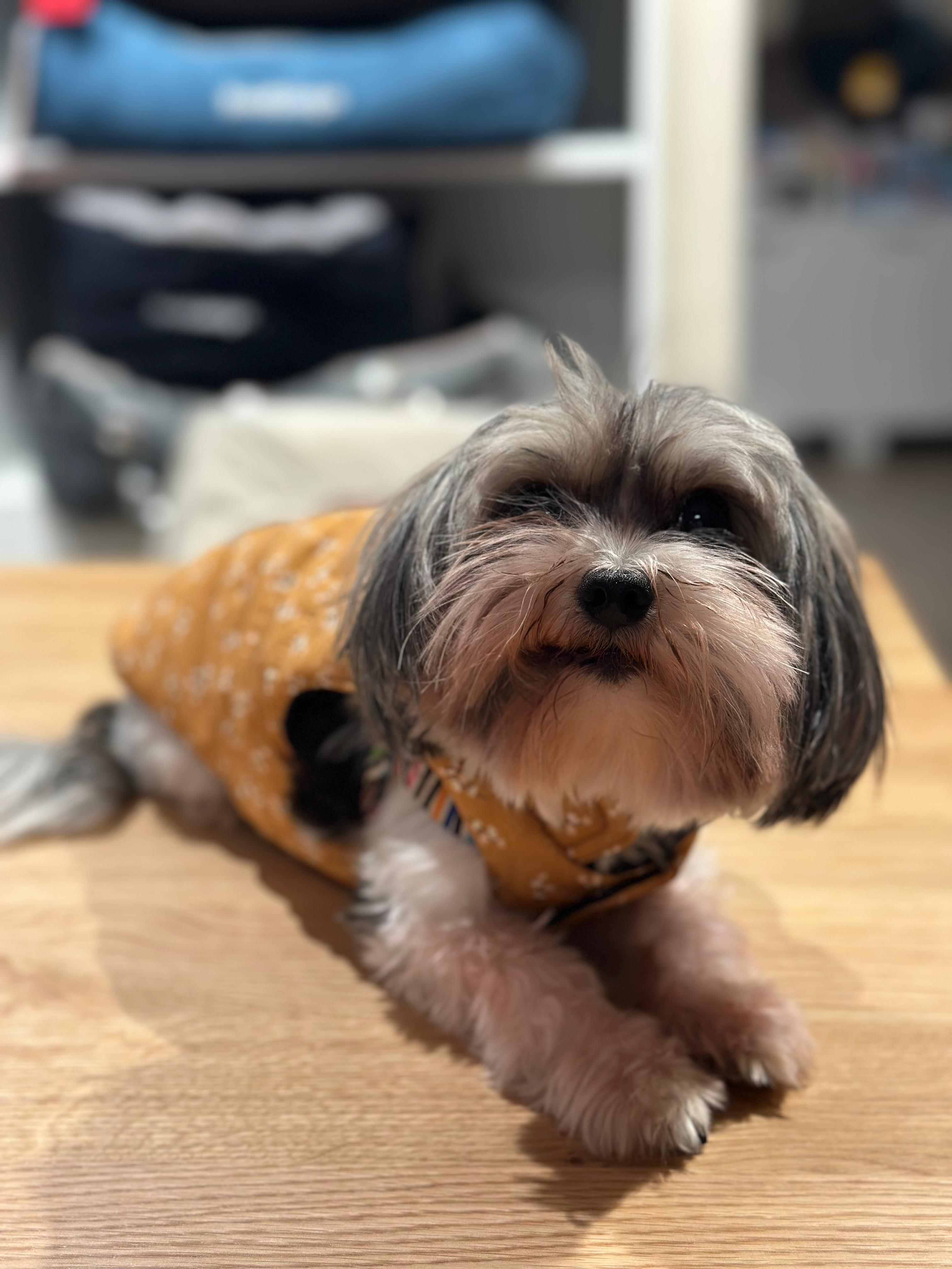 Wonderwoof