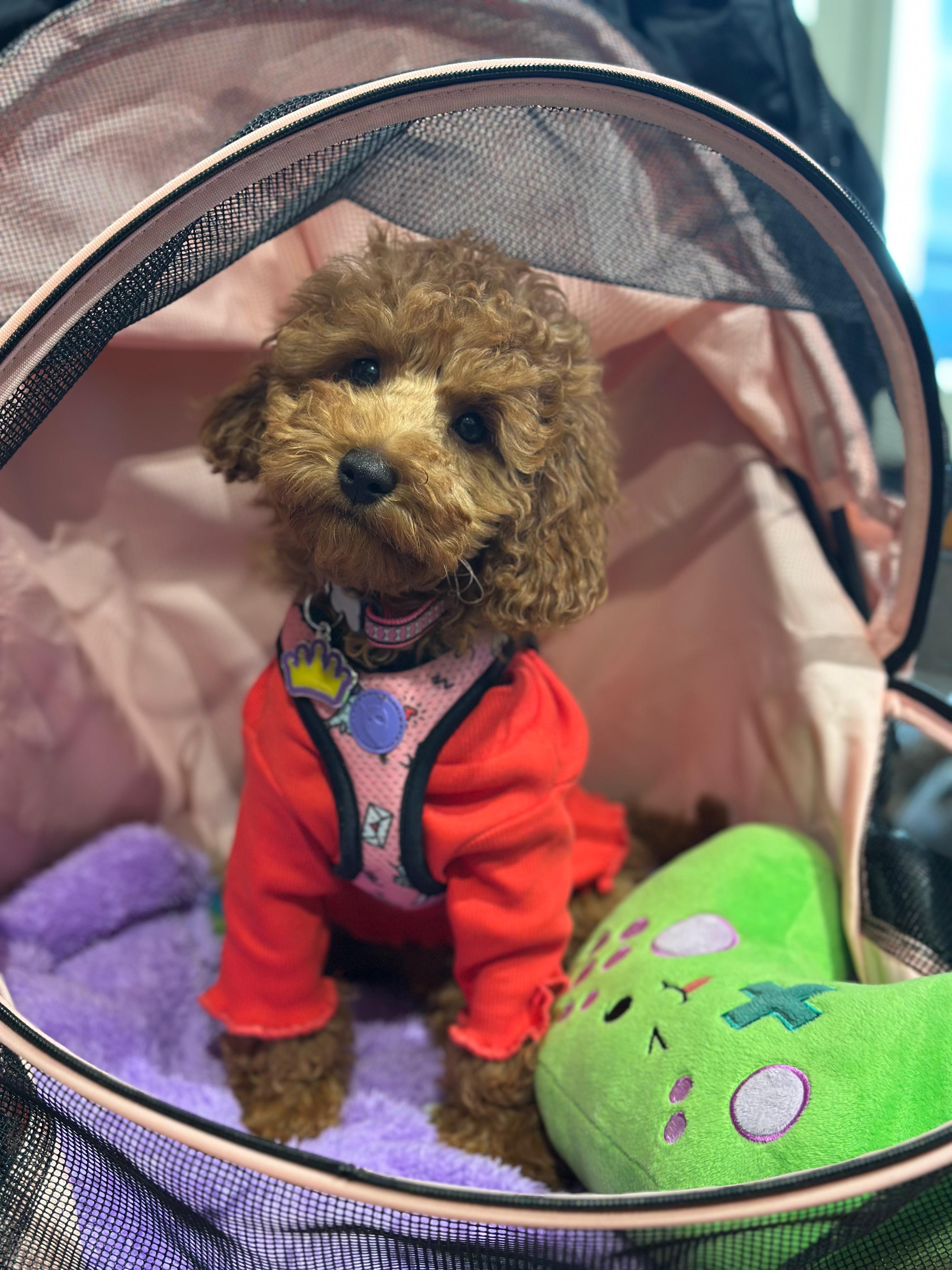 Wonderwoof