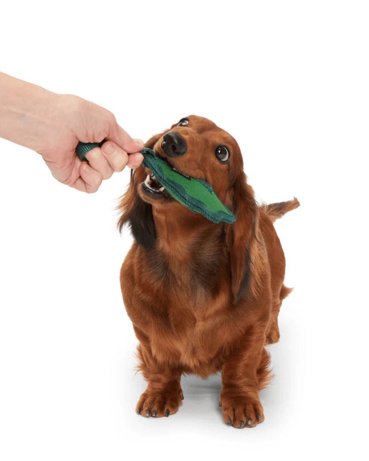 Yaprak Figürlü Çekiştirme Kayışlı Sert Çiğneyici Köpek Oyuncağı BARK A Green Chew Leaf