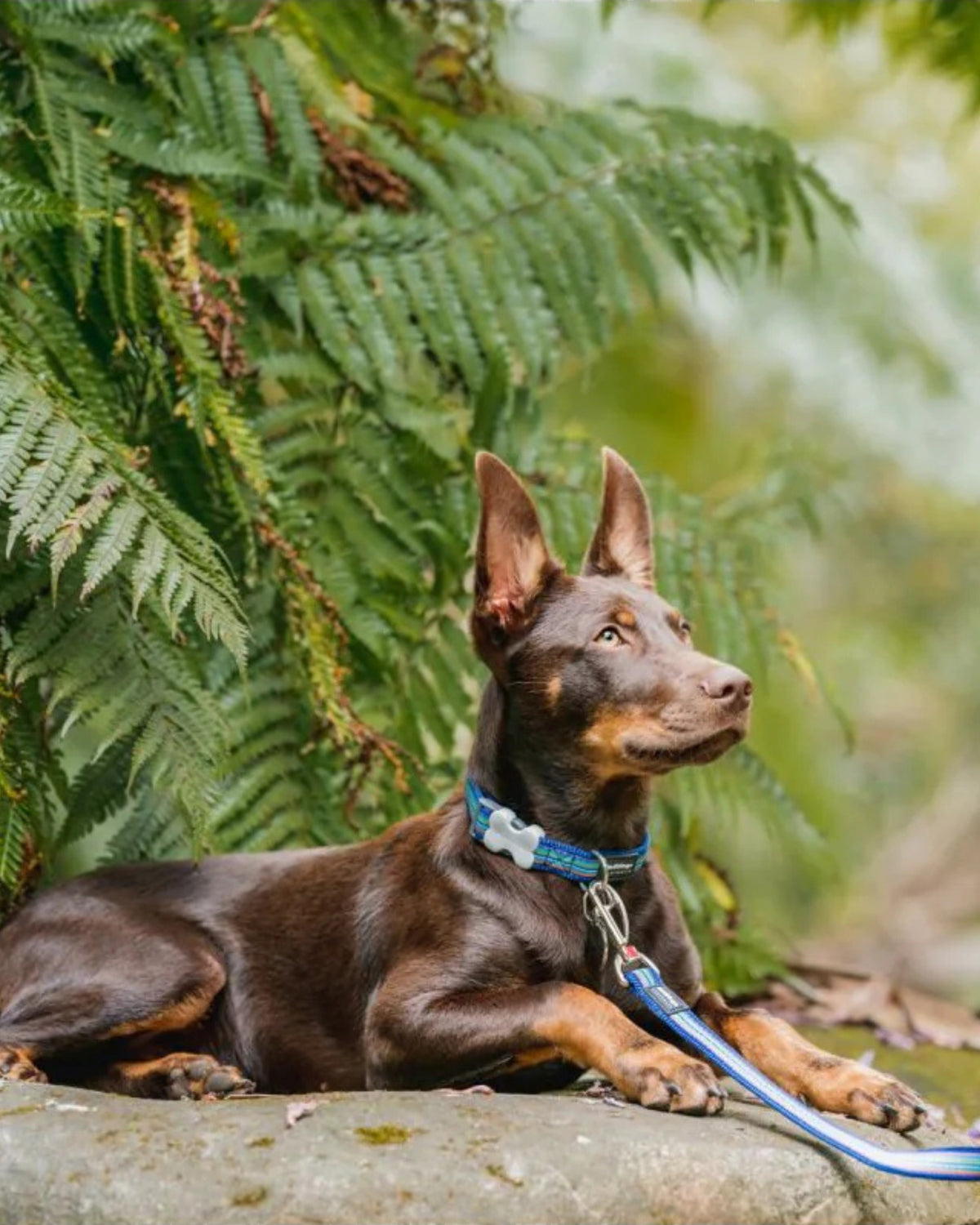 Yatay Çizgili Köpek Gezdirme Kayışı Red Dingo Horizontal Stripes