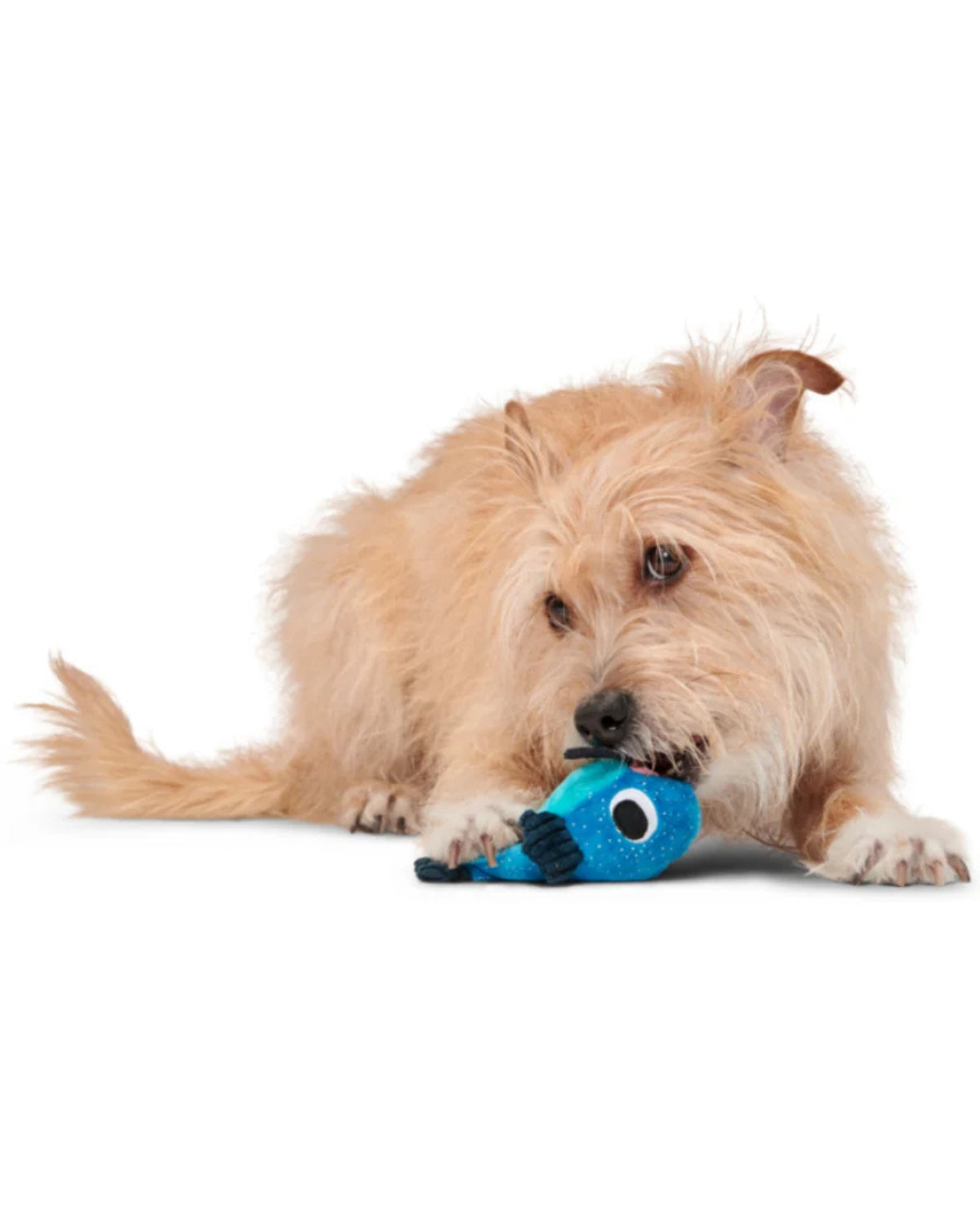 Yayın Balığı Figürlü Ödül Cepli Peluş Köpek Oyuncağı BARK Catfish Claude