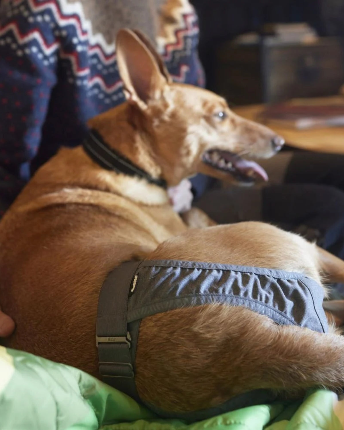 Yıkanabilir Emici Katmanlı Dişi Köpek Kızgınlık Külotu Gri Hurtta Breezy Hygiene Pants ECO