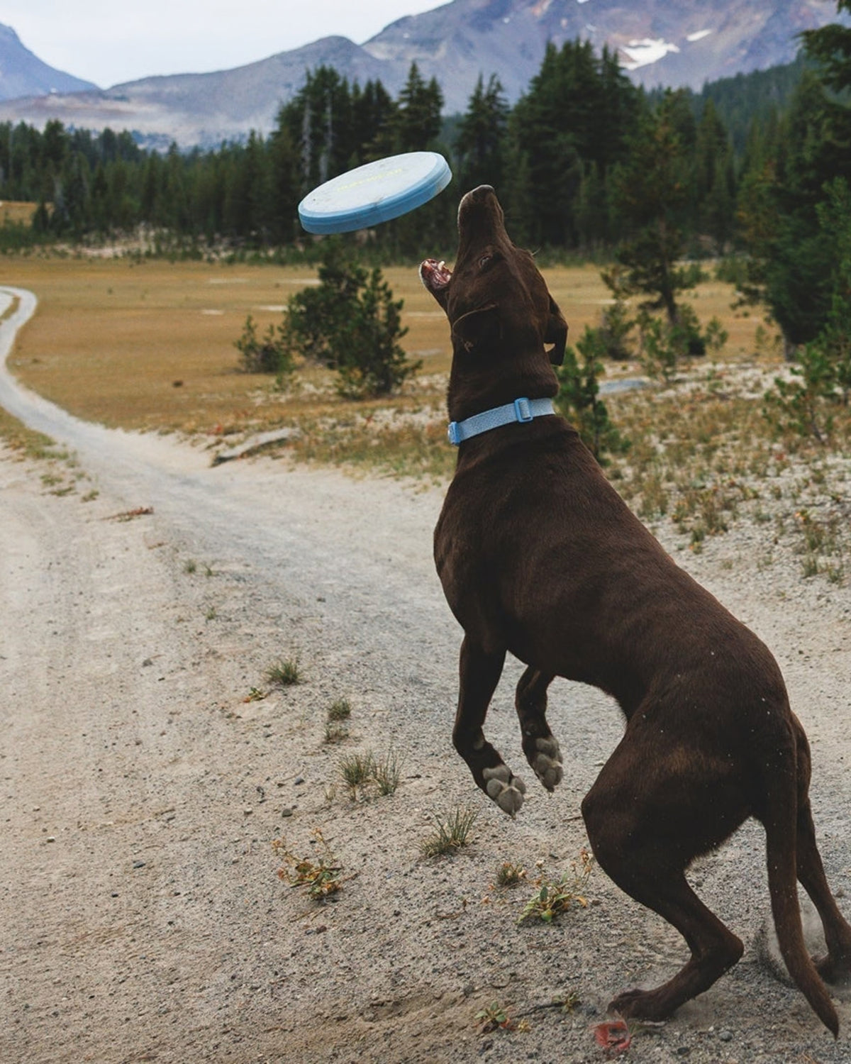 Yumuşak Köpek Frizbisi Ruffwear Camp Flyer Kırmızı