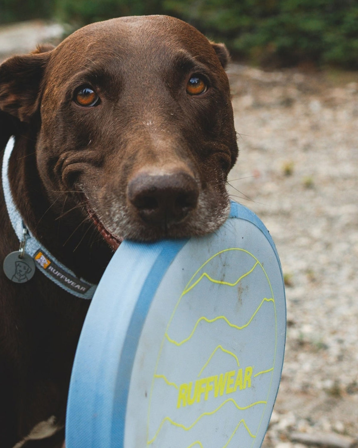 Yumuşak Köpek Frizbisi Ruffwear Camp Flyer Kırmızı